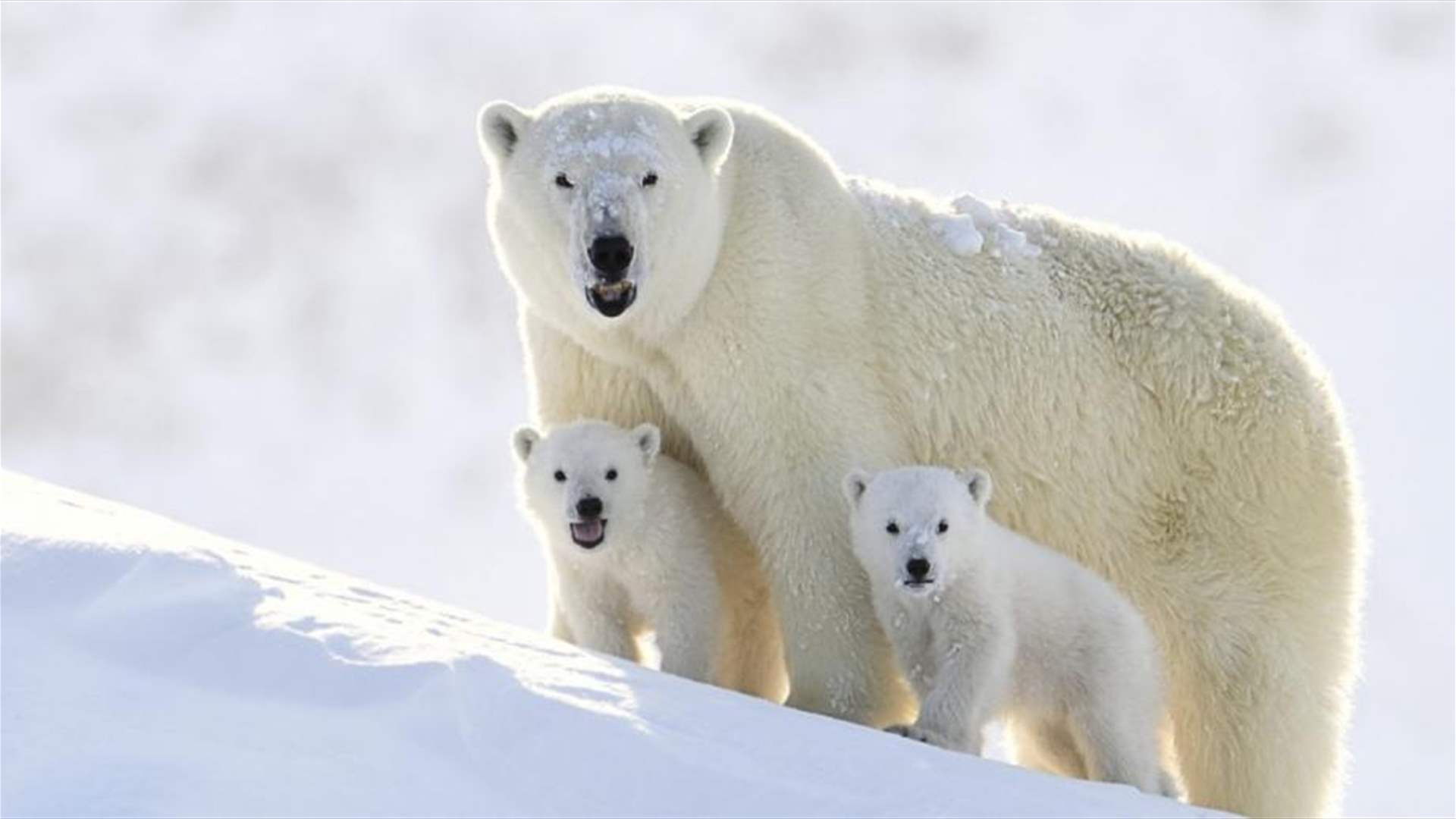 دراسة تحدد رابطاً كمياً بين انبعاثات الكربون وتراجع أعداد الدببة القطبية 