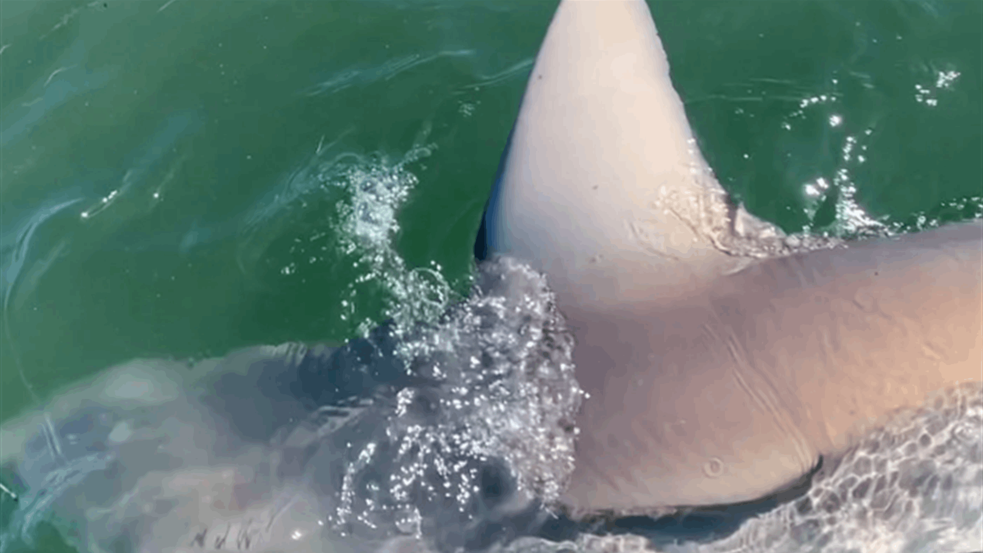 أراد أن يصطاد سمكة زرقاء كبيرة فاصطاد وحشاً! (فيديو)