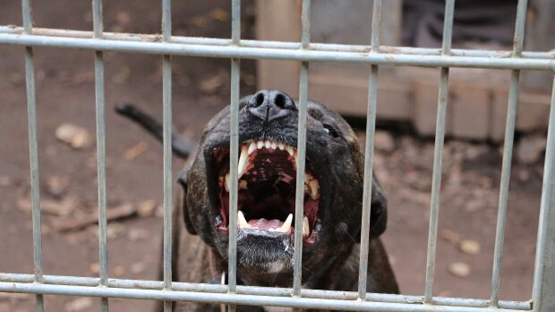 بينهم طفل في العاشرة من عمره... 3 أشخاص يقعون ضحايا هجوم عنيف من قبل كلب "بيتبول" وهذه التفاصيل!