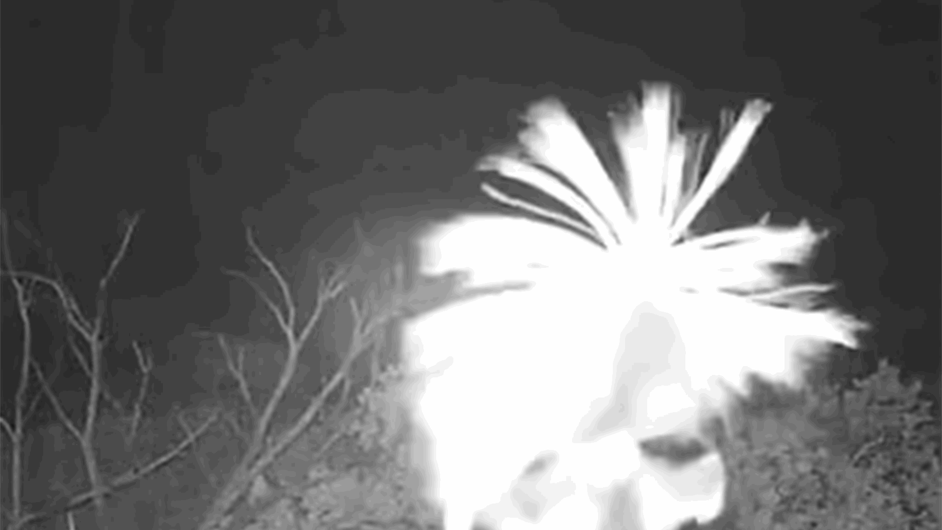 &quot;ما الذي أنظر إليه؟&quot;... مشهد غريب لحيوان ثديي غامض يرقص واقفا ويثير التساؤلات! (فيديو)