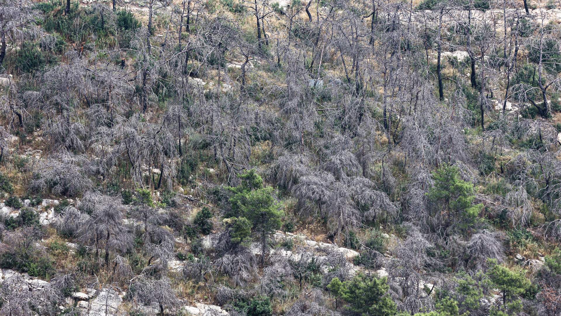 Water scarcity and forest fires burden Akkar residents in northern Lebanon