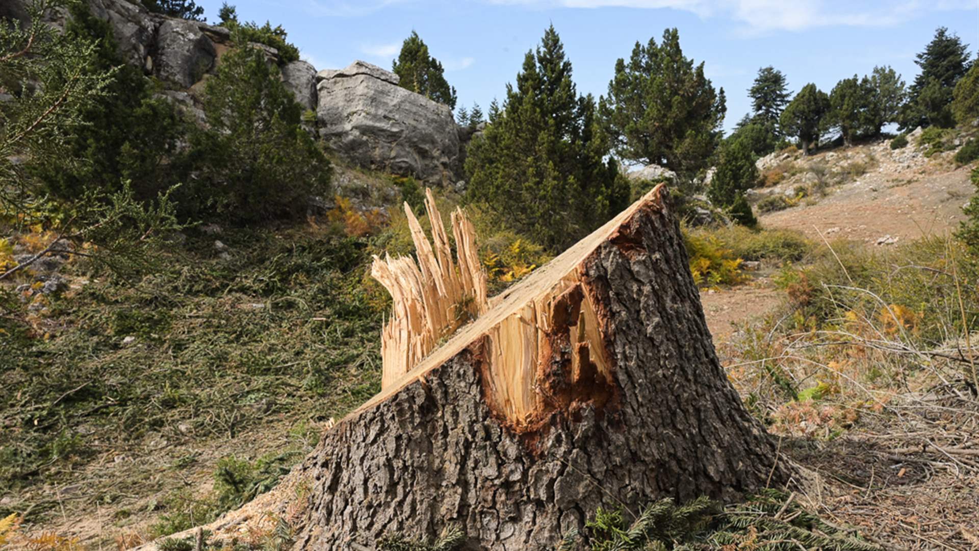 From Green to Gray: The Illicit Tree Trade in Dibebiyeh&#39;s Woods