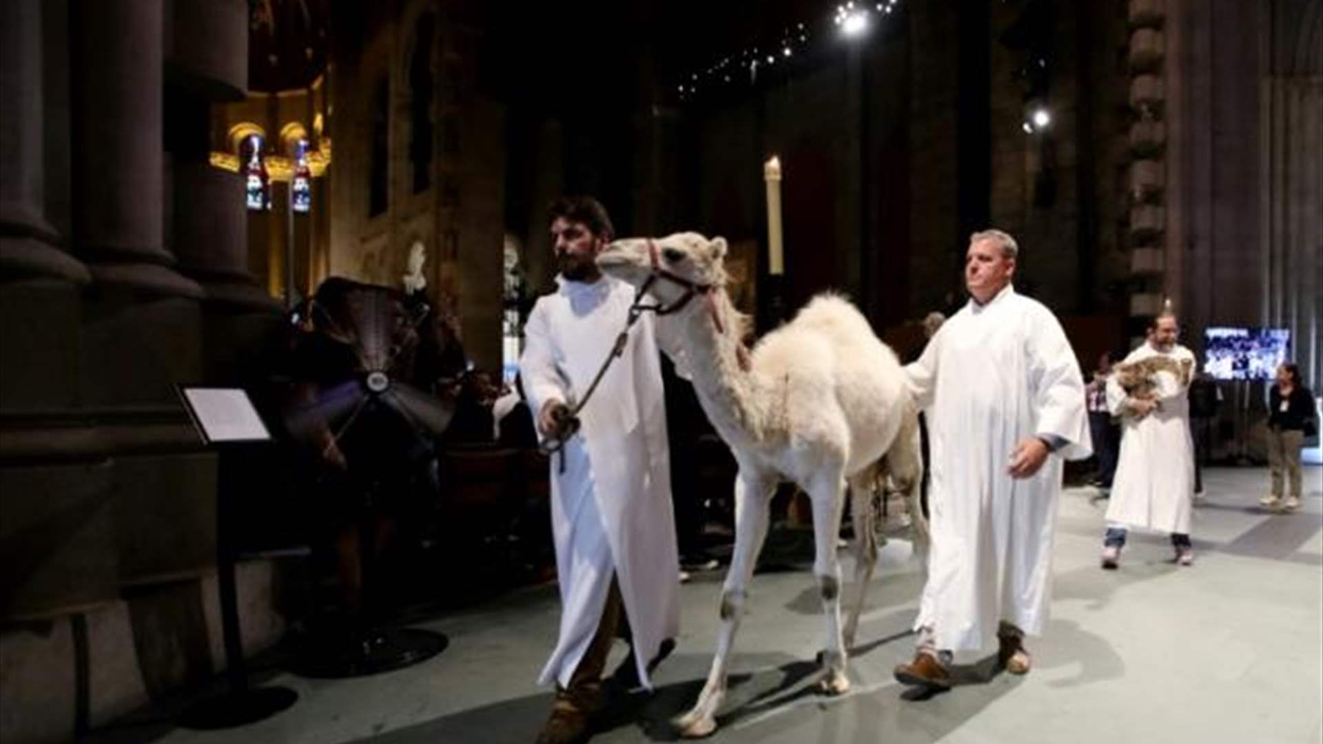 مباركة مئات الحيوانات خلال قداس في إحدى كاتدرائيات نيويورك