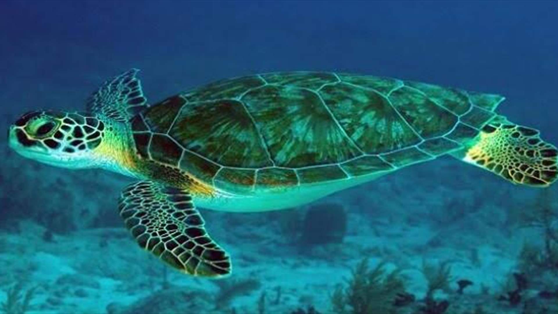 السلاحف البحرية في اليمن مهددة بالانقراض...ونقص في الذكور لهذا السبب! 