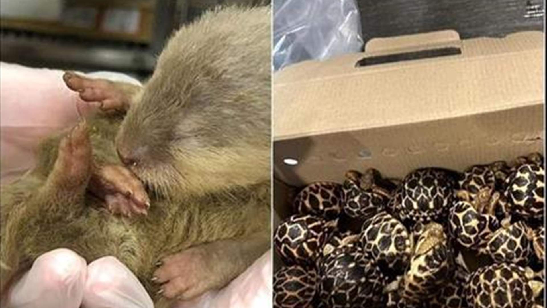 العشرات من الحيوانات البرية تزرع الفوضى خلال رحلة جوية... وهذا ما حصل! (فيديو)