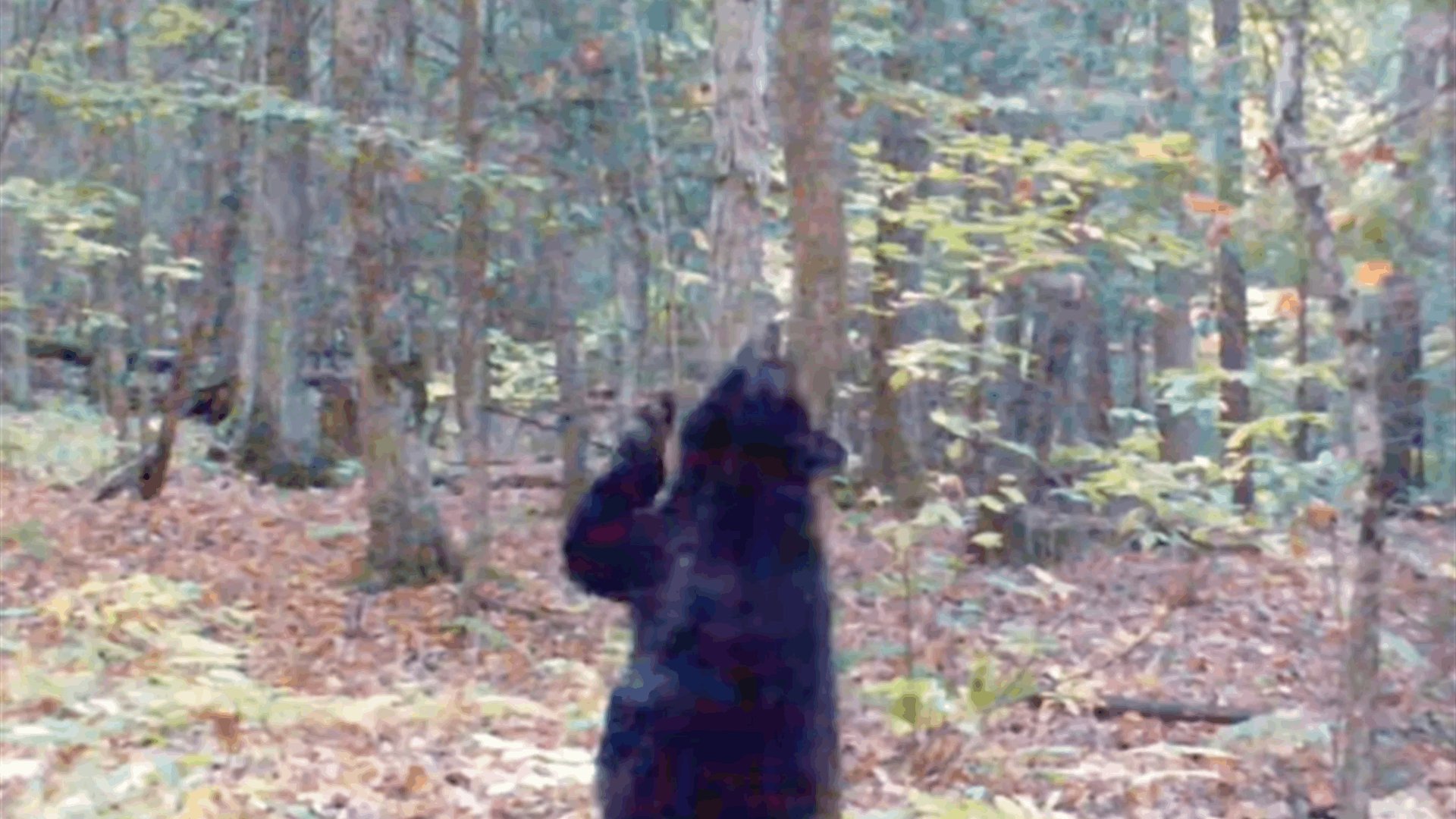 في مشهد مضحك للغاية... دب أسود يؤدي حركات رقص "مثيرة" على شجرة! (فيديو)