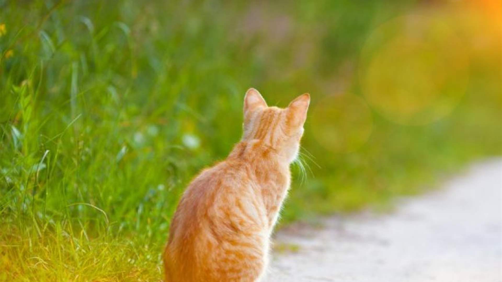 قررت أن تتحول لـ"قطة بشرية"... ما قامت به لتغيير شكلها مرعب! (فيديو)