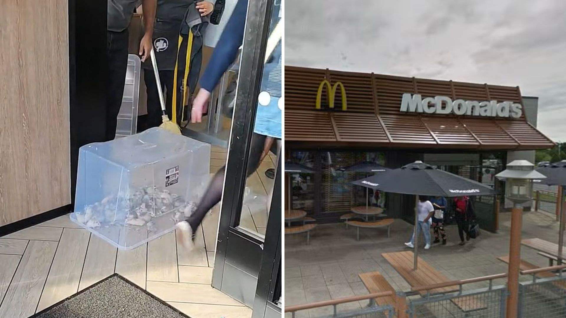 Pro-Palestinian activists unleash mice in UK McDonald&#39;s amid Israel support backlash