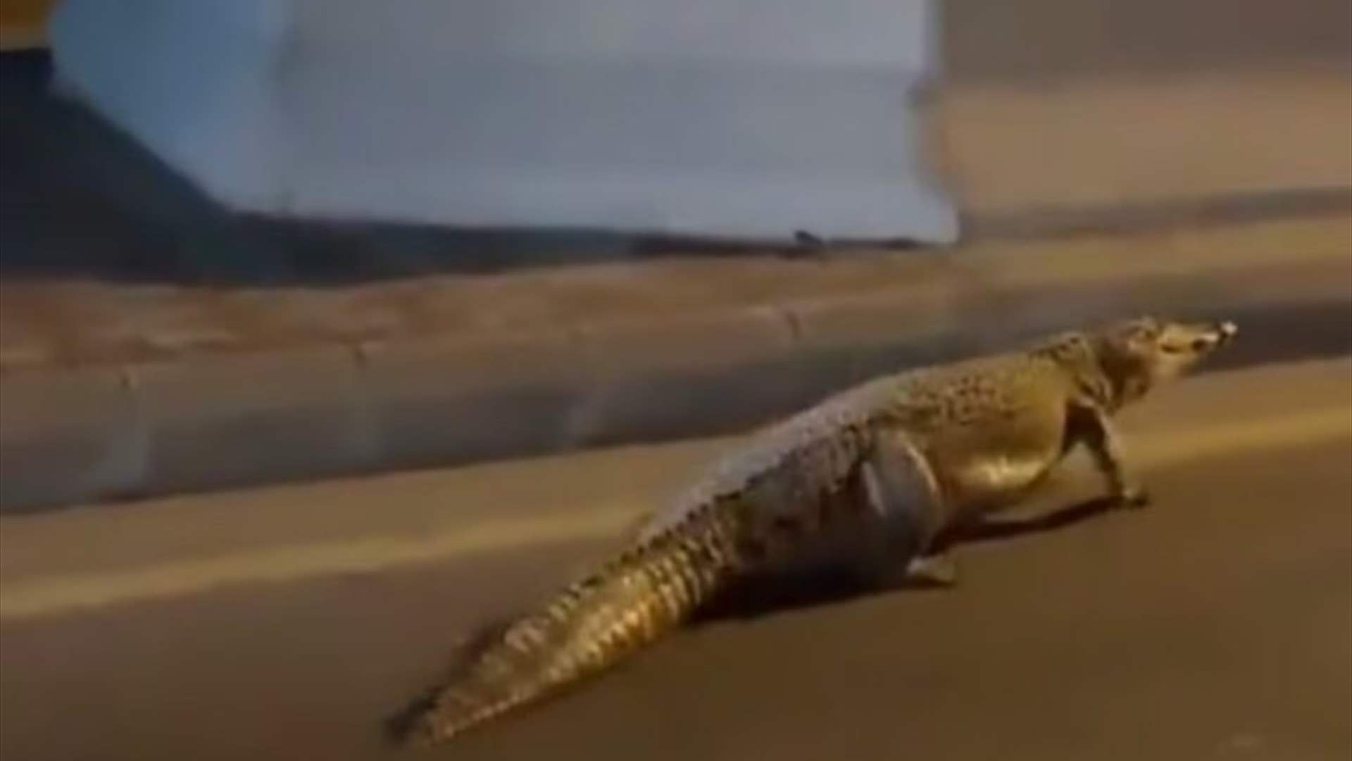 أرعب السكان... تمساح &quot;ضخم&quot; يتجول في أحد شوارع السعودية (فيديو)