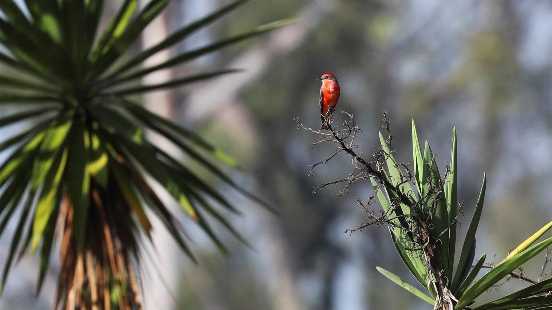 الطيور على أشكالها تقف...خلال نومها 