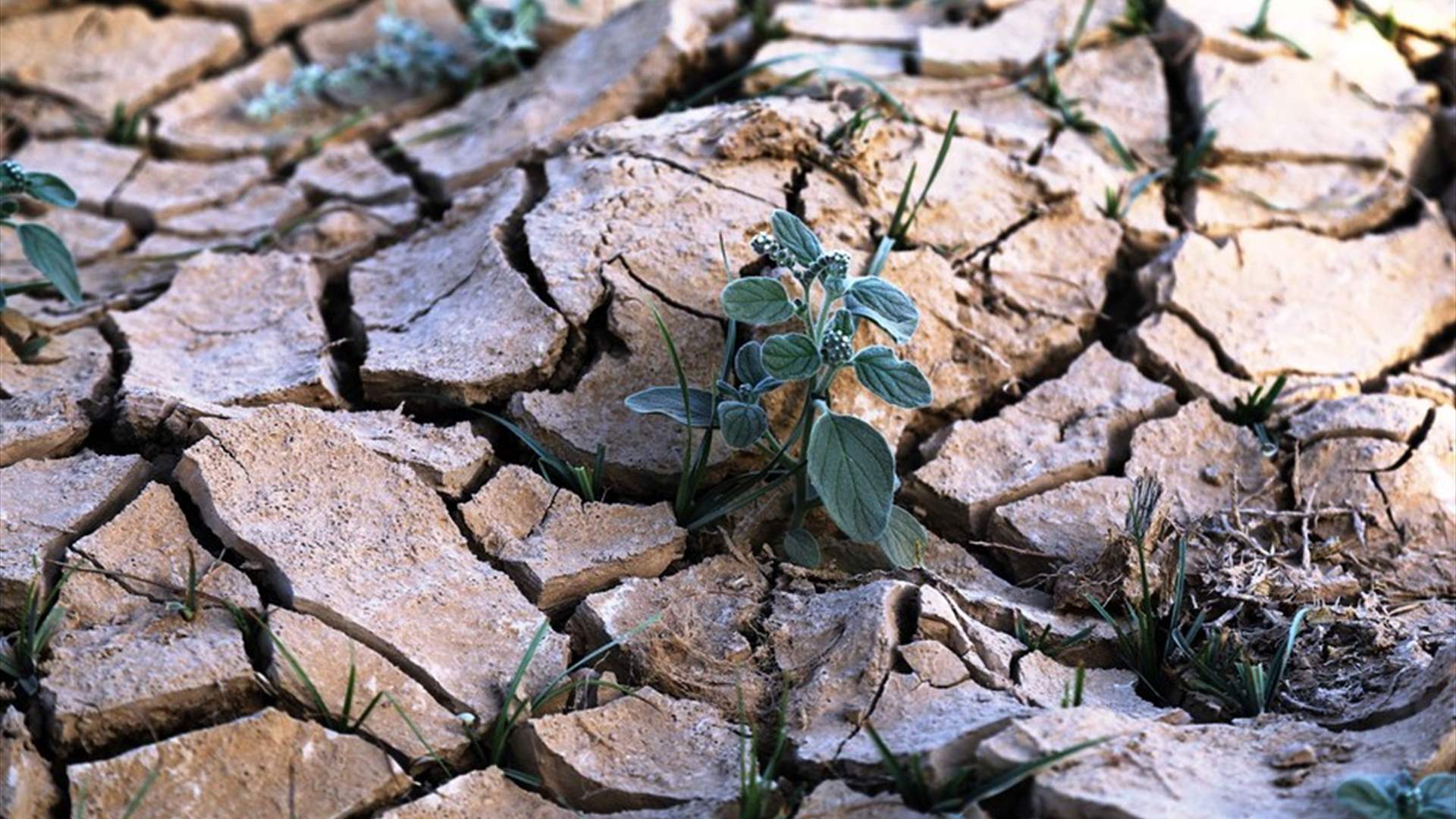 Drought Imposes Restrictions on Water Use for Agriculture in Iraq: Organization