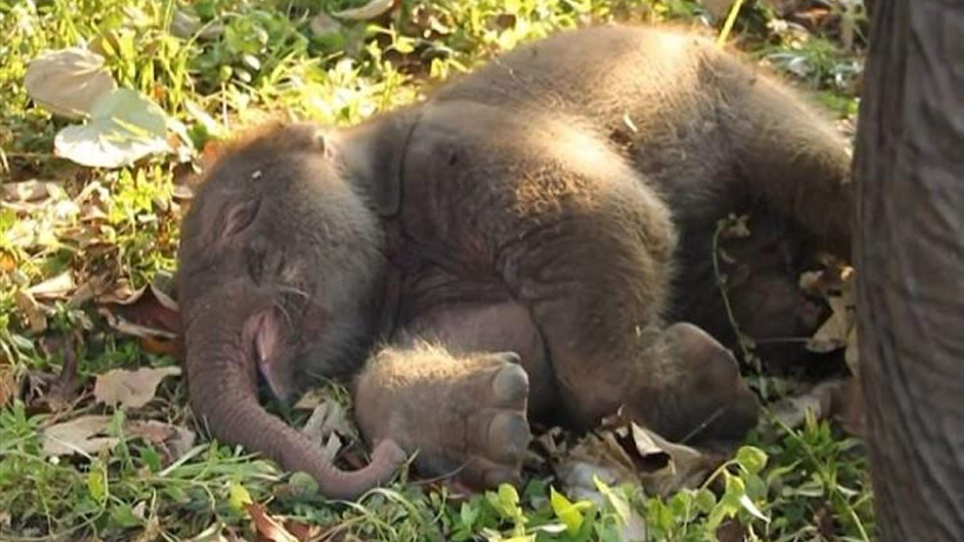 ولادة فيل سومطري ثانٍ خلال شهر بمحمية في إندونيسيا