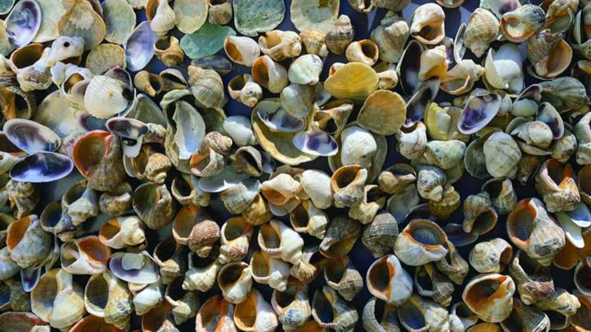 حواجز من المحار وصفة بلجيكا لحماية الشواطئ من التآكل