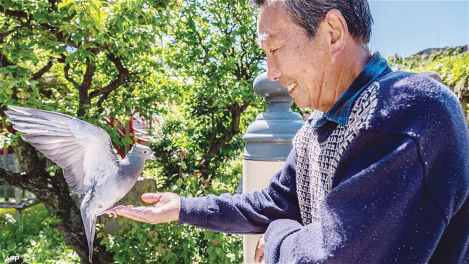 القبض على سائق سيارة أجرة في اليابان... والتهمة "دهس حمامة"!