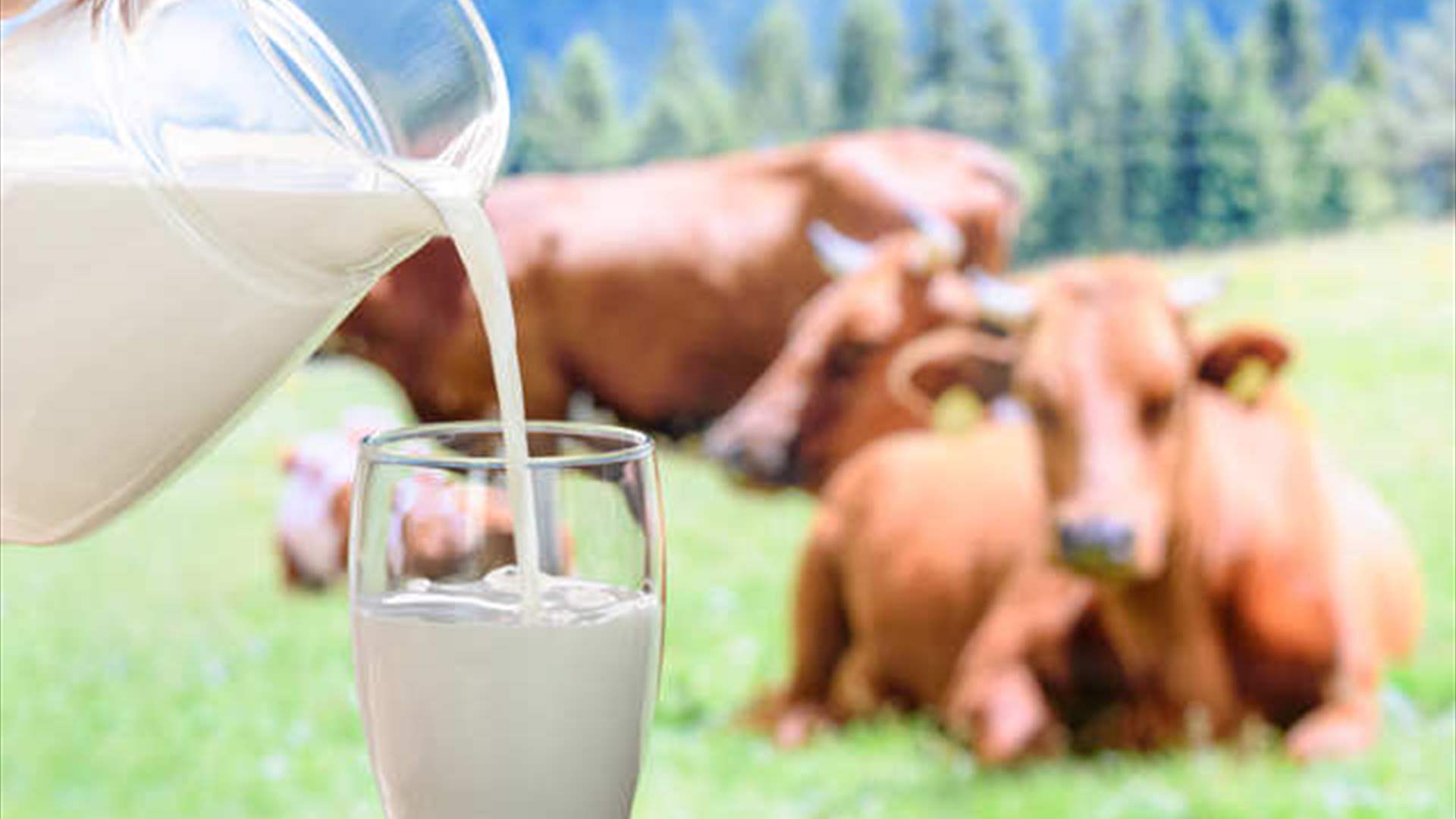 ما هو الفرق بين حليب البقر وحليب الجاموس؟...وأيهما الأفضل؟