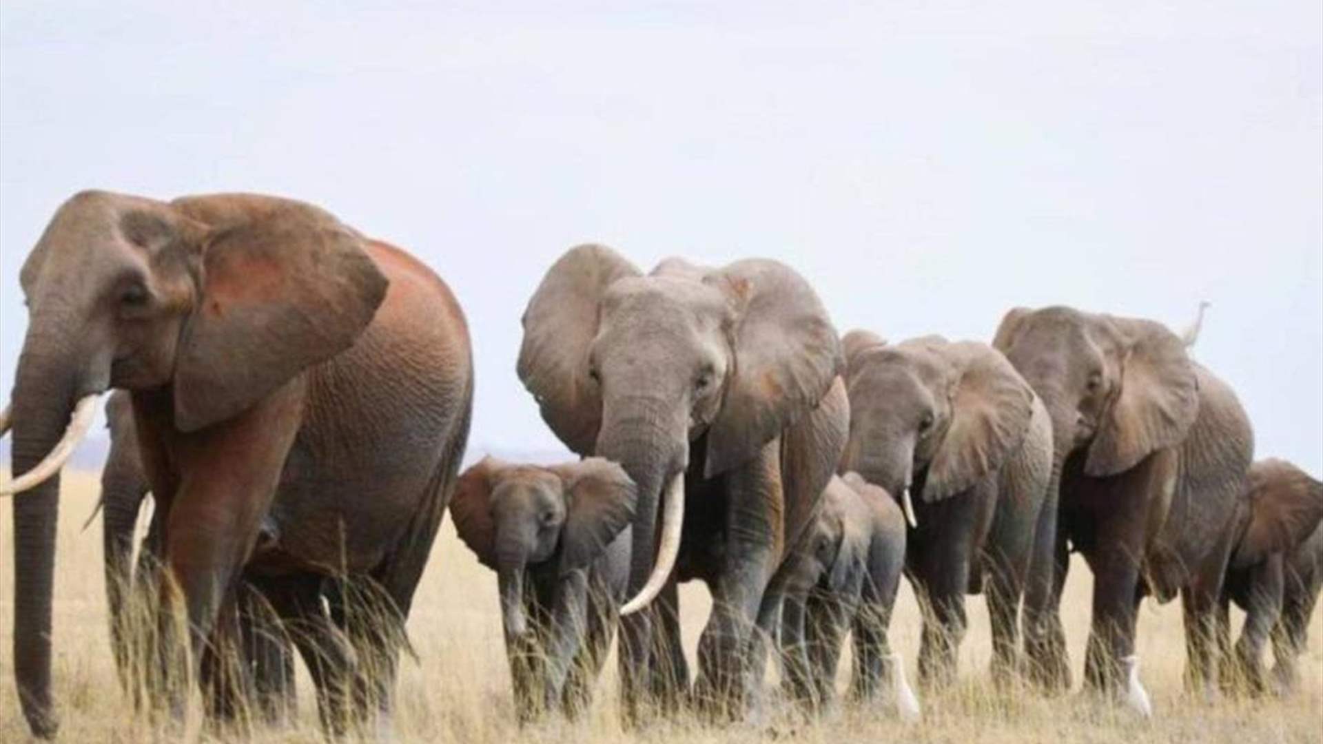 نفوق نحو مئة فيل بسبب شحّ المياه في أكبر متنزه وطني في زيمبابوي