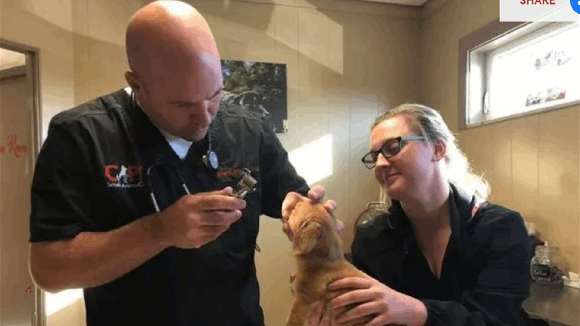 الجرو &quot;وحيد القرن&quot;... ذيله ينمو في منتصف جبهته وهذه قصته! (صور)