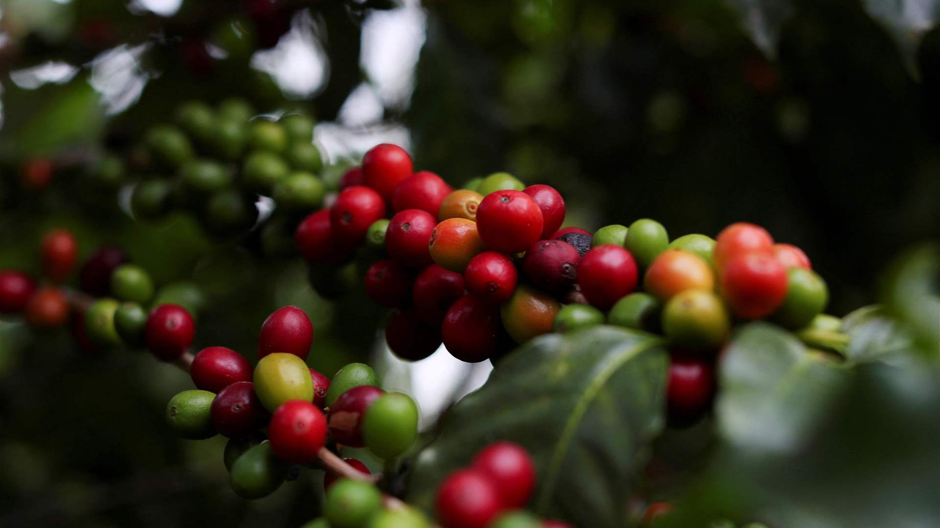 Coffee firms turning away from Africa as EU deforestation law looms