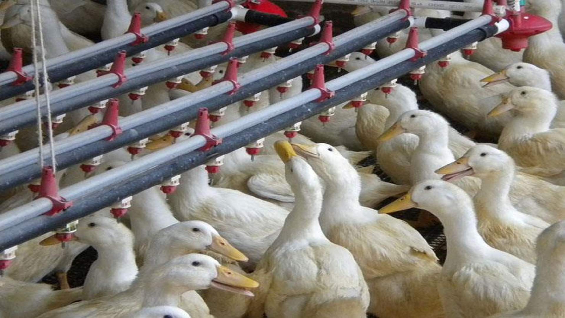 فرنسا ترصد إصابات بإنفلونزا الطيور في مزرعة بط 