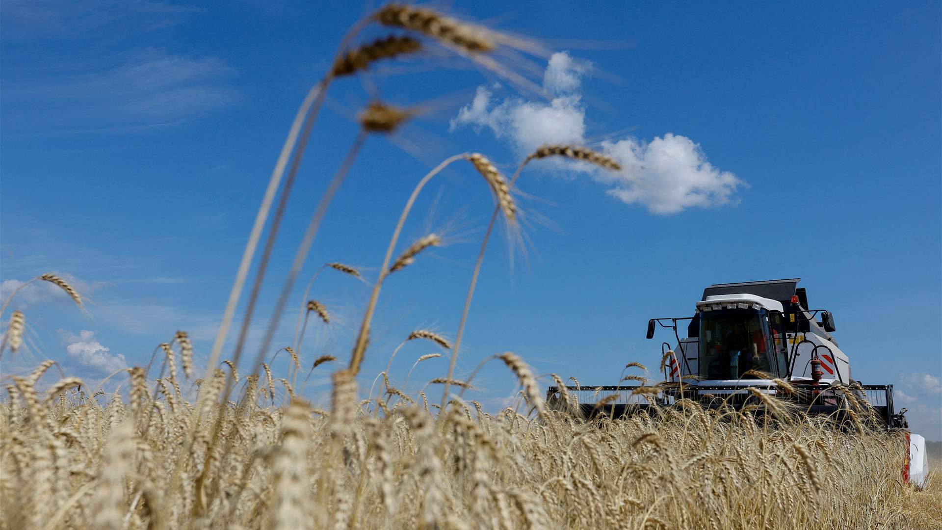 Lebanon&#39;s wheat purchase: European traders uncover details of 72,000-ton tender 