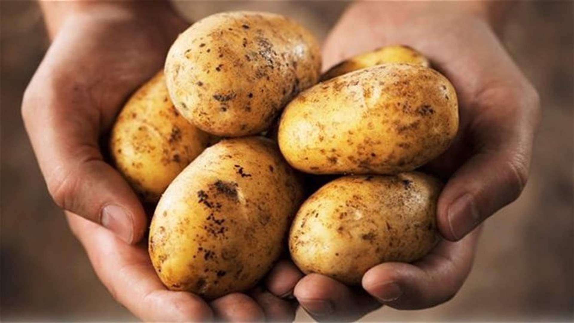 وزير الزراعة أصدر قرارا حدد شروط استيراد البطاطا
