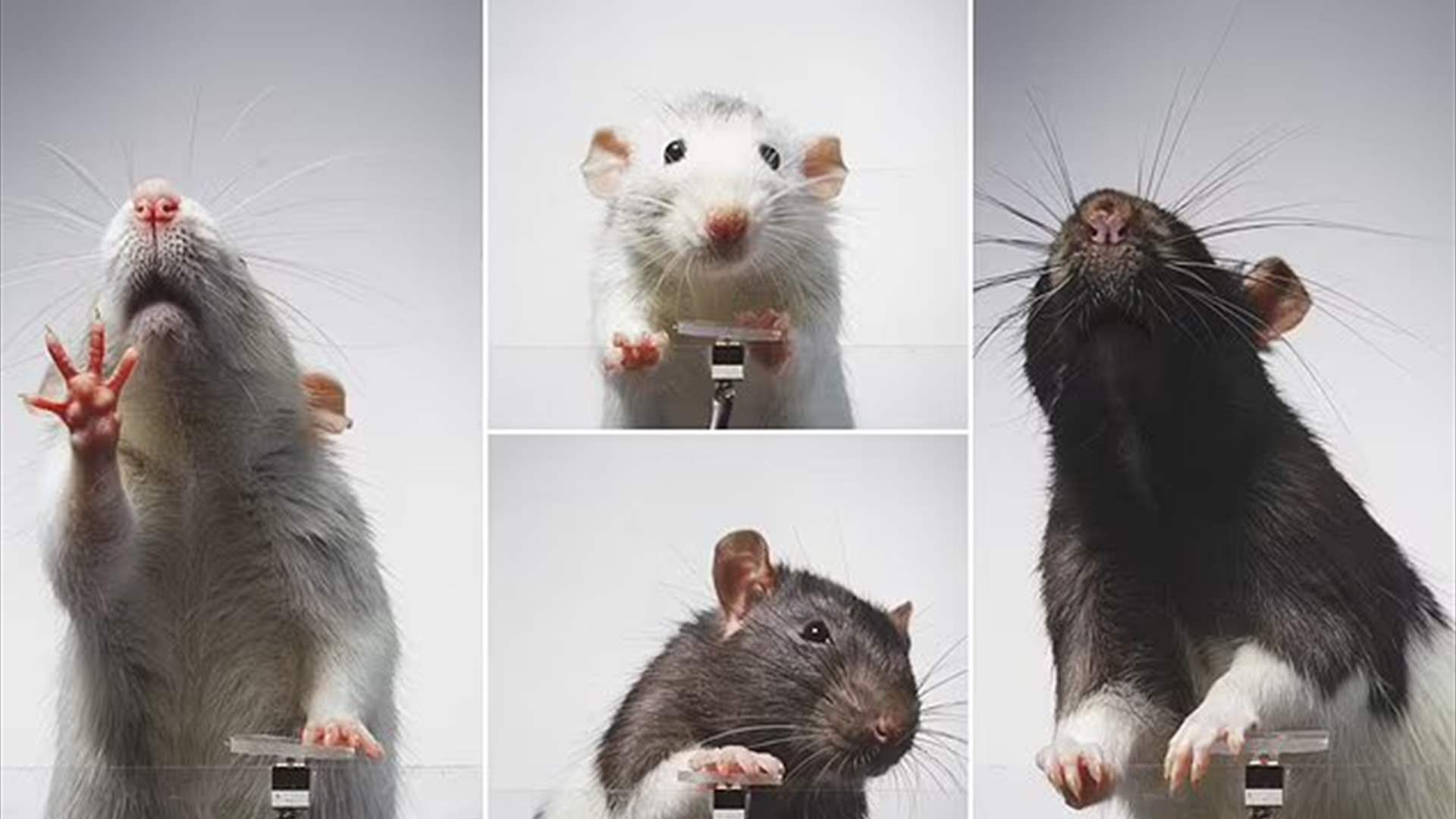 فئران تنجح في التقاط صور &quot;سيلفي&quot;؟!... هذا ما وصلت إليه هذه التجربة العلمية!