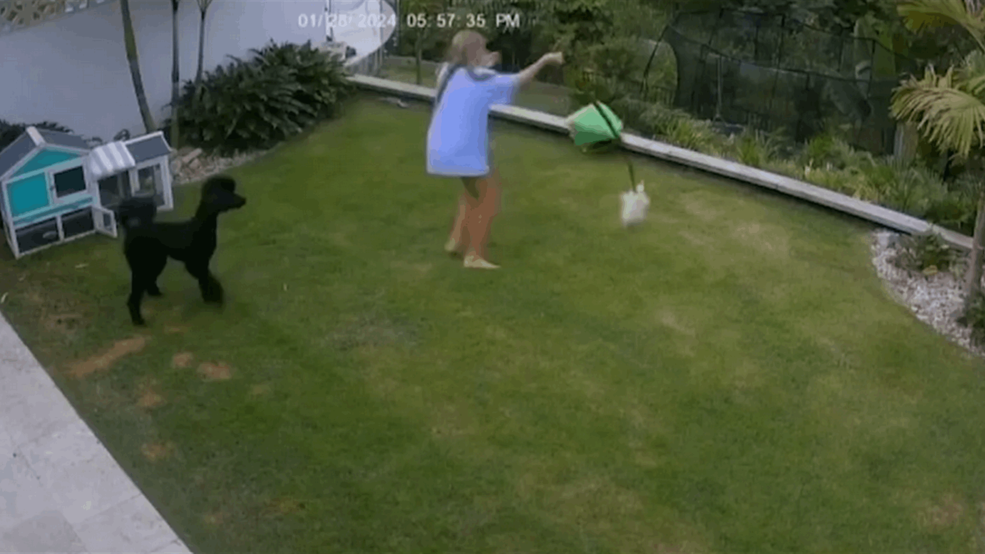 ثعبان ضخم هاجم حيوانها الأليف... وهذا ما فعلته الفتاة الشجاعة لإنقاذ الهامستر المسكين! (فيديو)