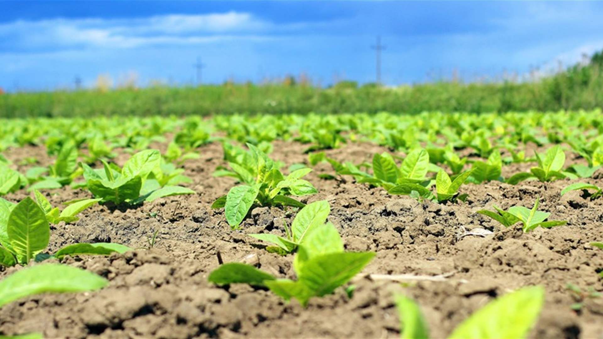 Tobacco Farming in Aytroun: A Story of Resilience and Survival