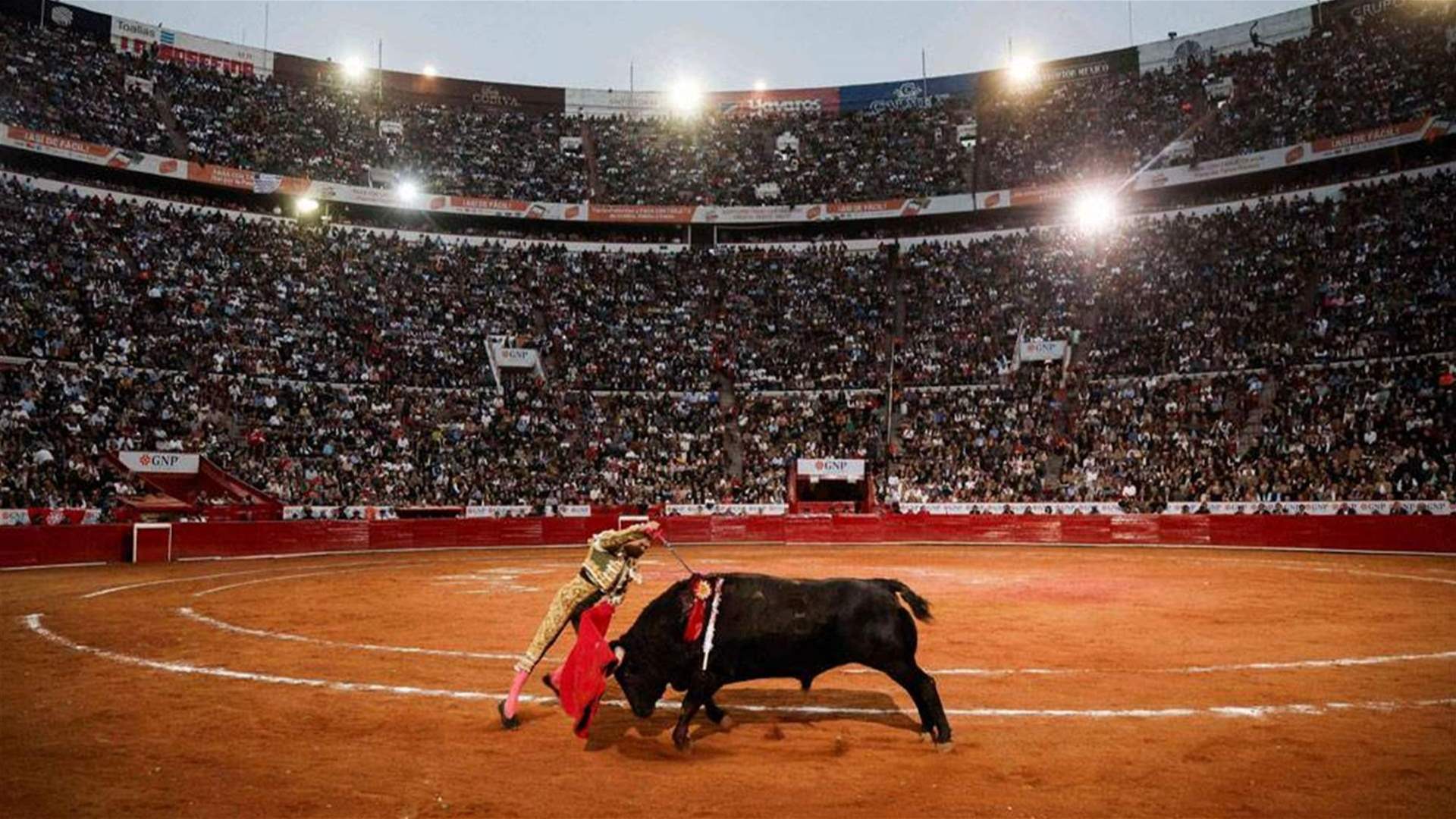  بعد المطالبة بالرفق بالحيوان... هل تعود جولات مصارعة الثيران في العاصمة المكسيكية؟