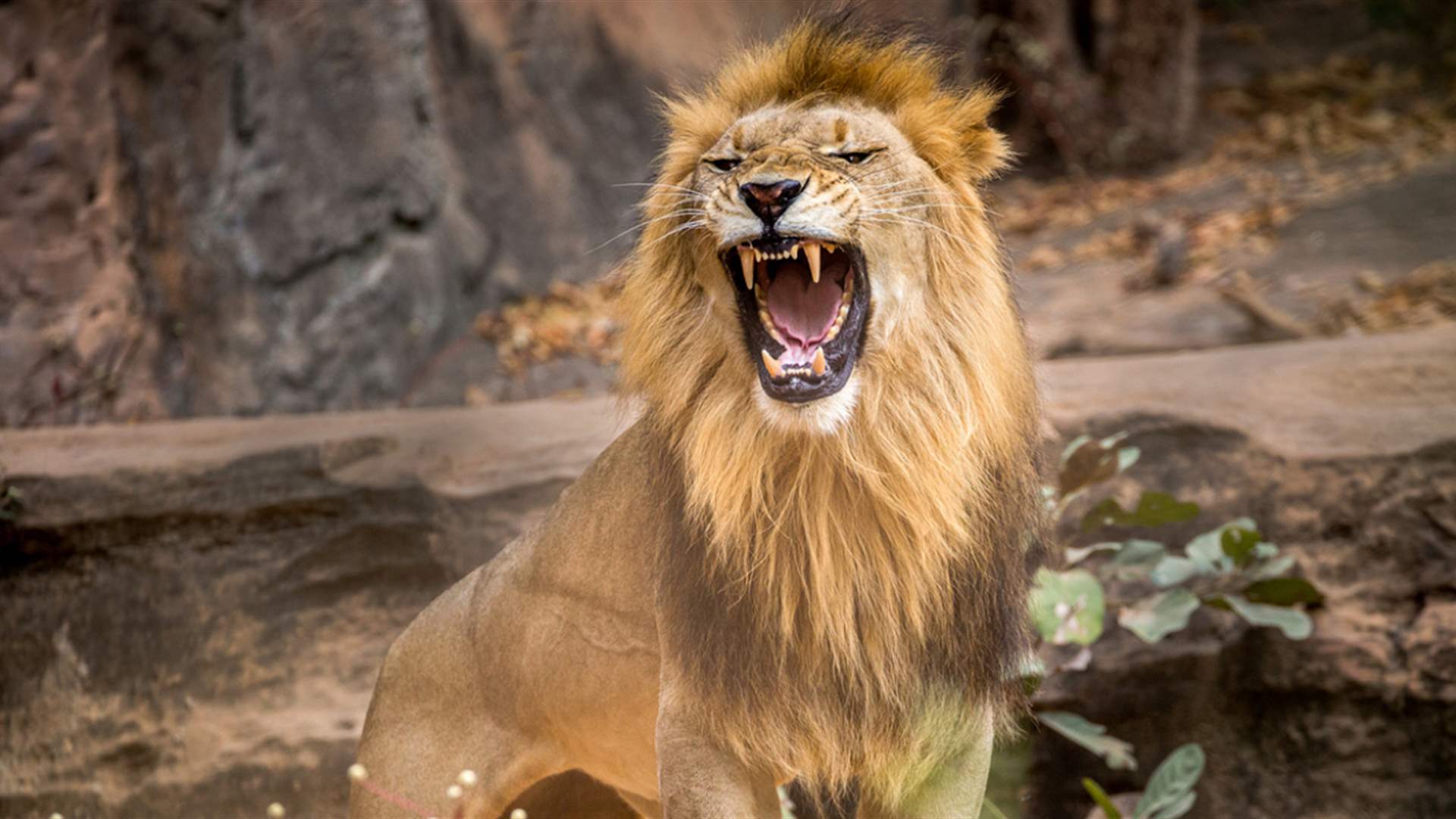 بعد أن رباه منذ ولادته... أسد ينقض على حارس حديقة حيوان ويقتله: ما حصل معه مأساوي وهذا مصير الأسد! (فيديو)