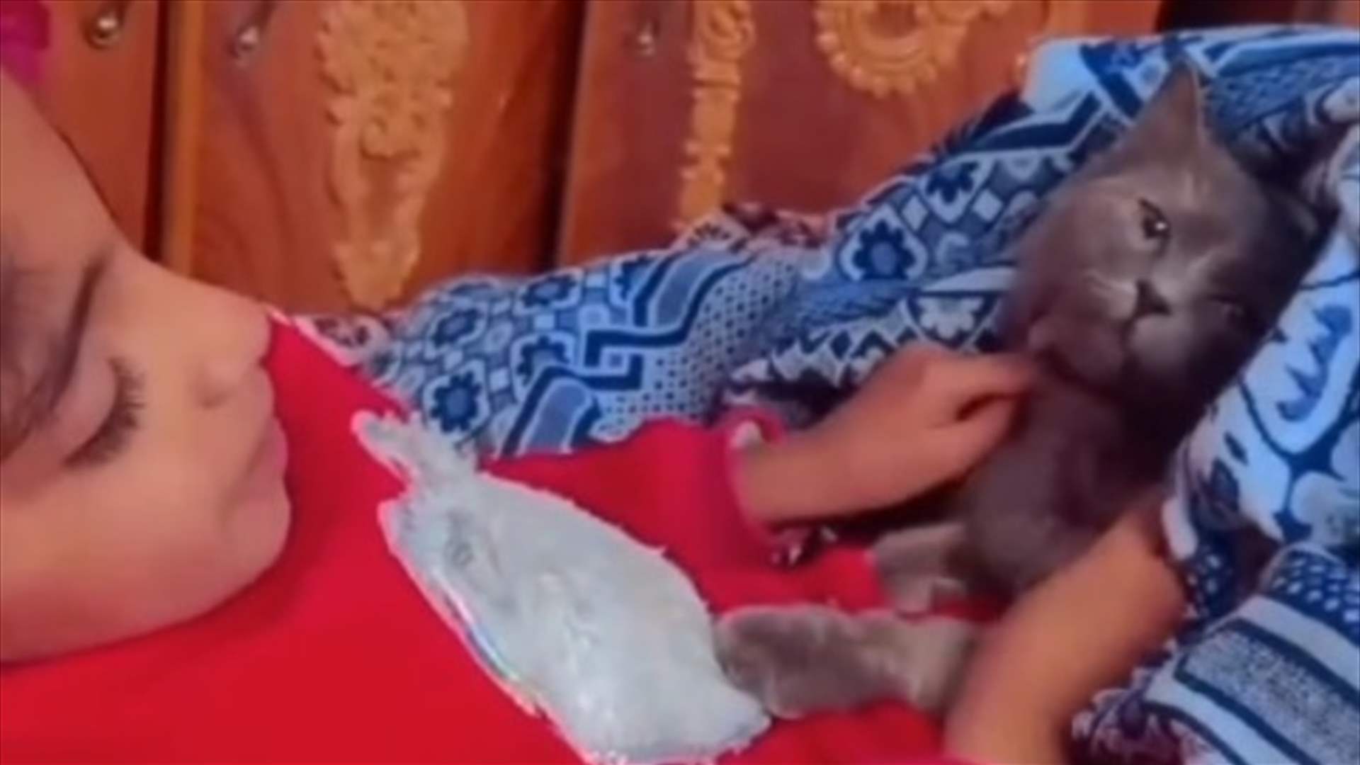 &quot;أمانة لا تاكلينا إذا متنا&quot;... طفلة فلسطينية أبكت الآلاف خلال حديث مؤثر مع قطتها! (فيديو) 