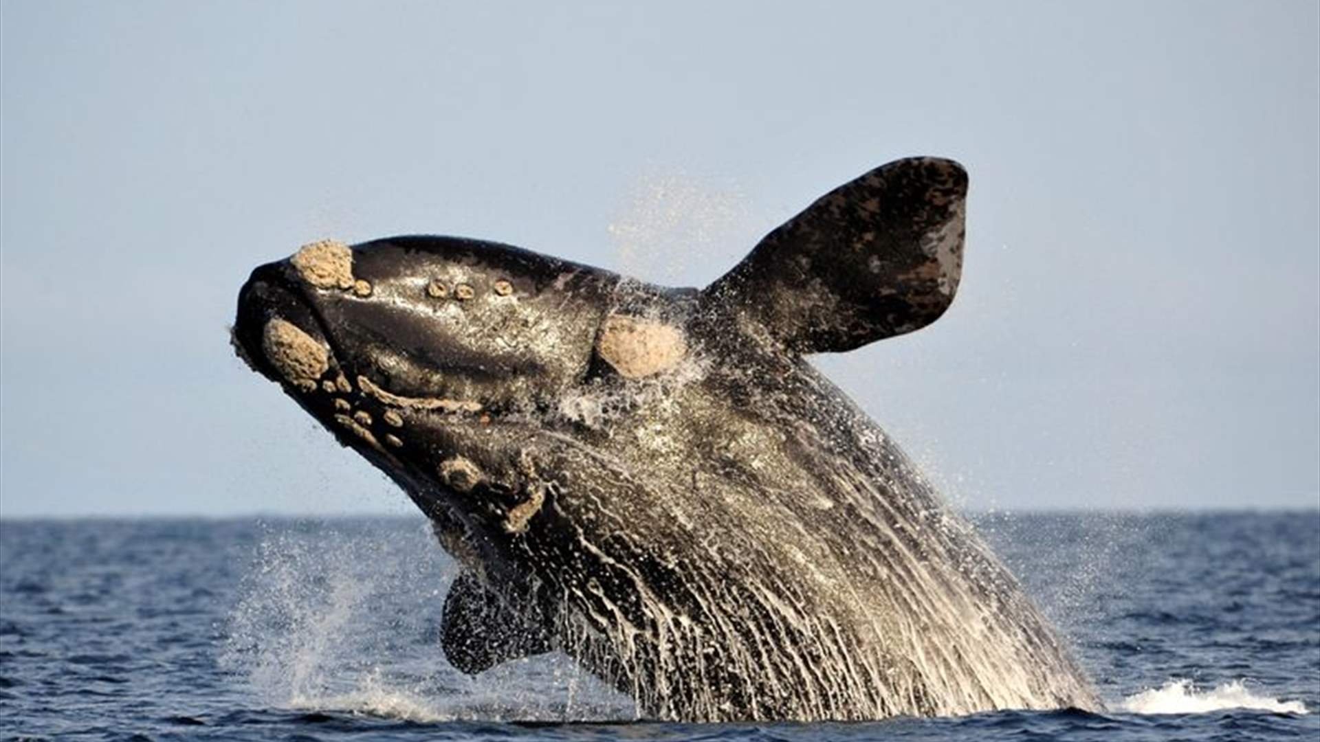 علماء يكشفون السر التشريحي وراء أغاني الحيتان