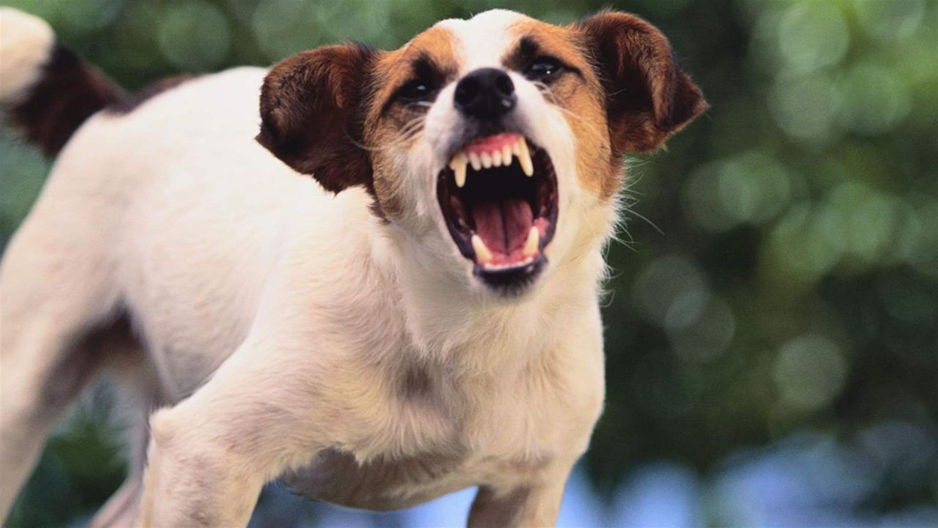 العثور على رجل في منزله بحالة مذرية... هل قام كلبه بعضّه في منطقة حساسة؟