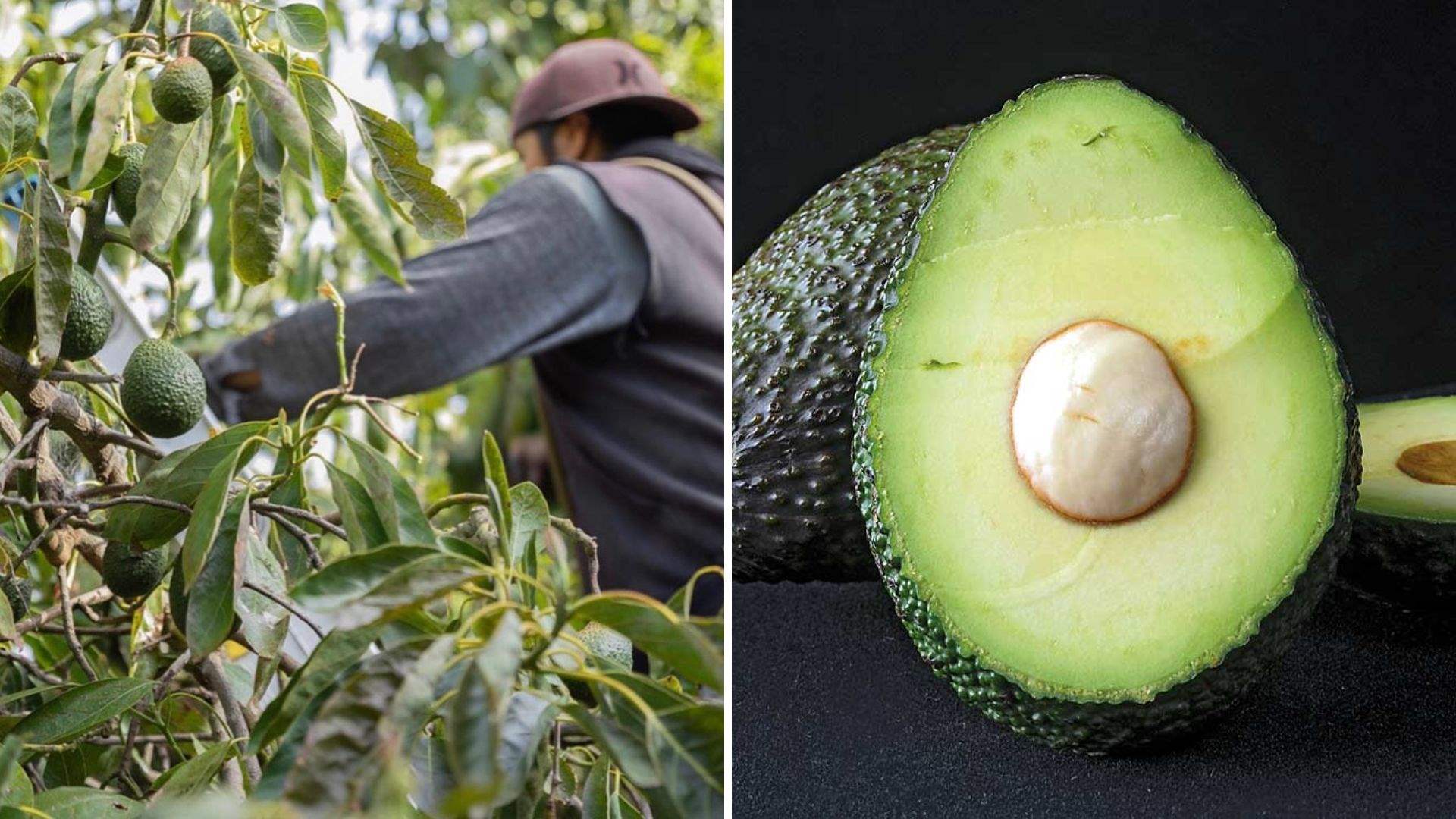 &#39;Green gold&#39;: Lebanon&#39;s avocado industry thrives on global stage