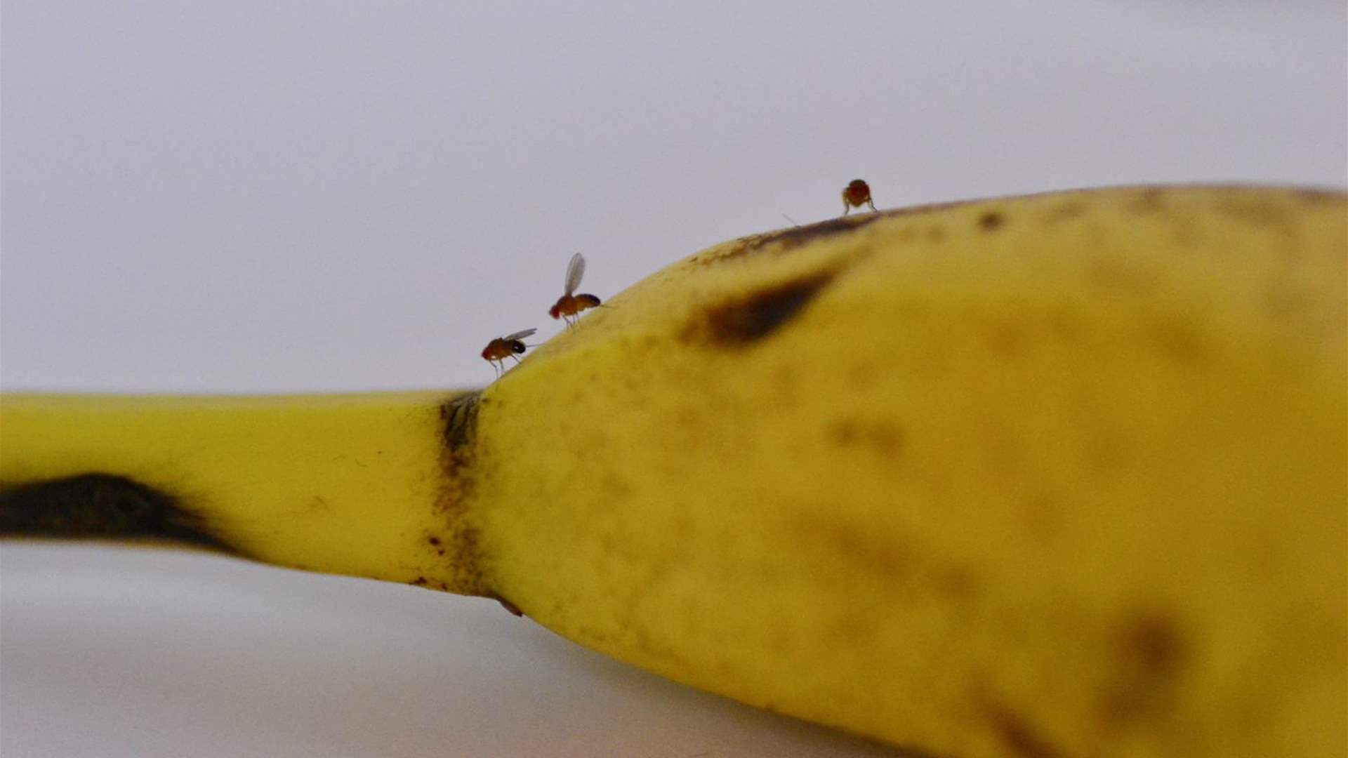 هل تريدون الحفاظ على الموز والتخلص من الذباب؟ اعتمدوا هذه الحيلة الفعّالة