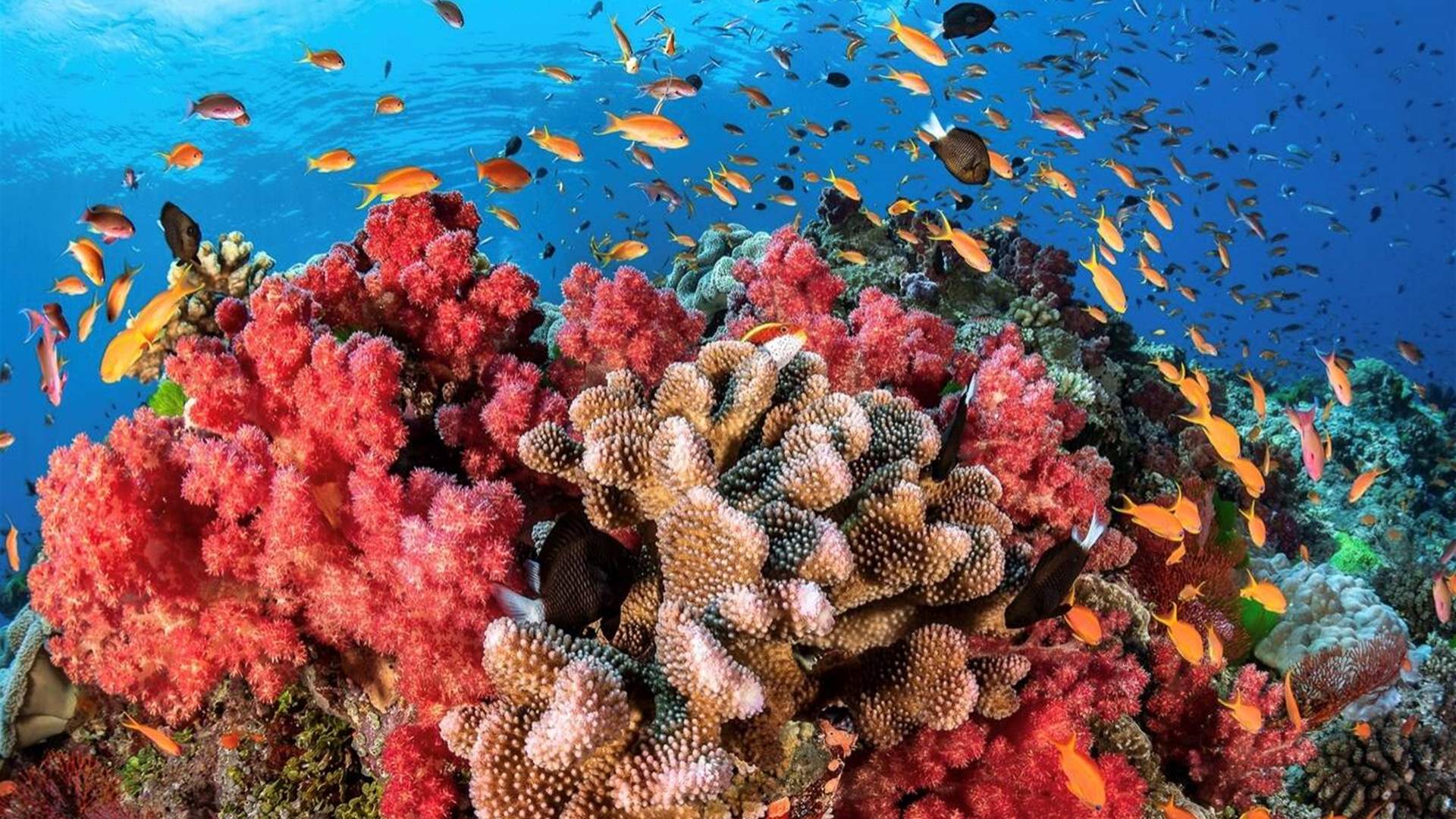 هل تستطيع بعض الأصوات المساعدة في إنقاذ الشعب المرجانية؟