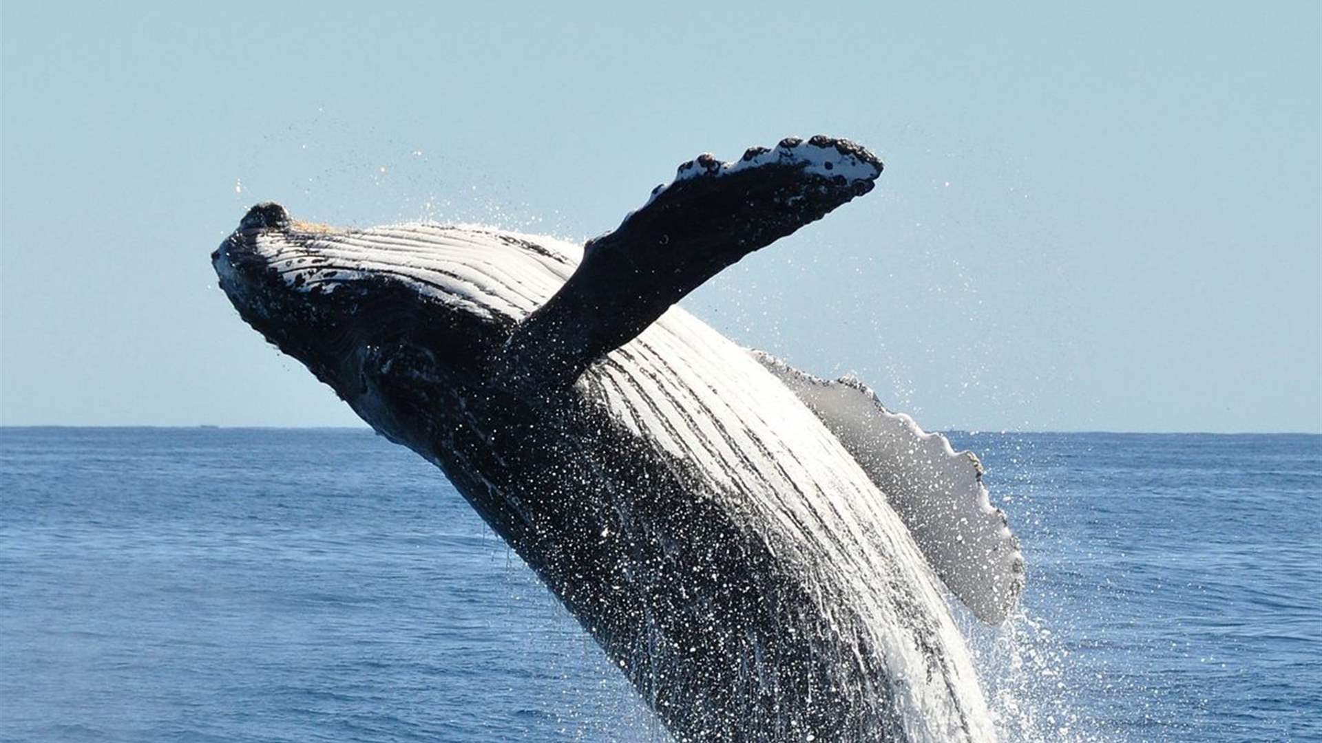 &quot;يجب أن نتحرك الآن&quot;... ملك الماوري يدعو نيوزيلندا لمنح الحيتان حقوق البشر!