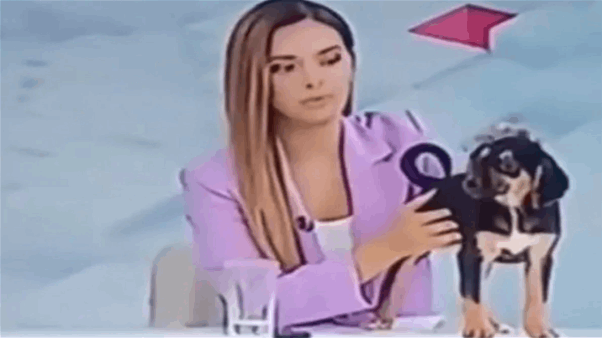 كلب يقاطع بثاً مباشراً... تغوط على طاولة المذيعة أمام المشاهدين: كيف كان ردّ فعلها؟ (فيديو)