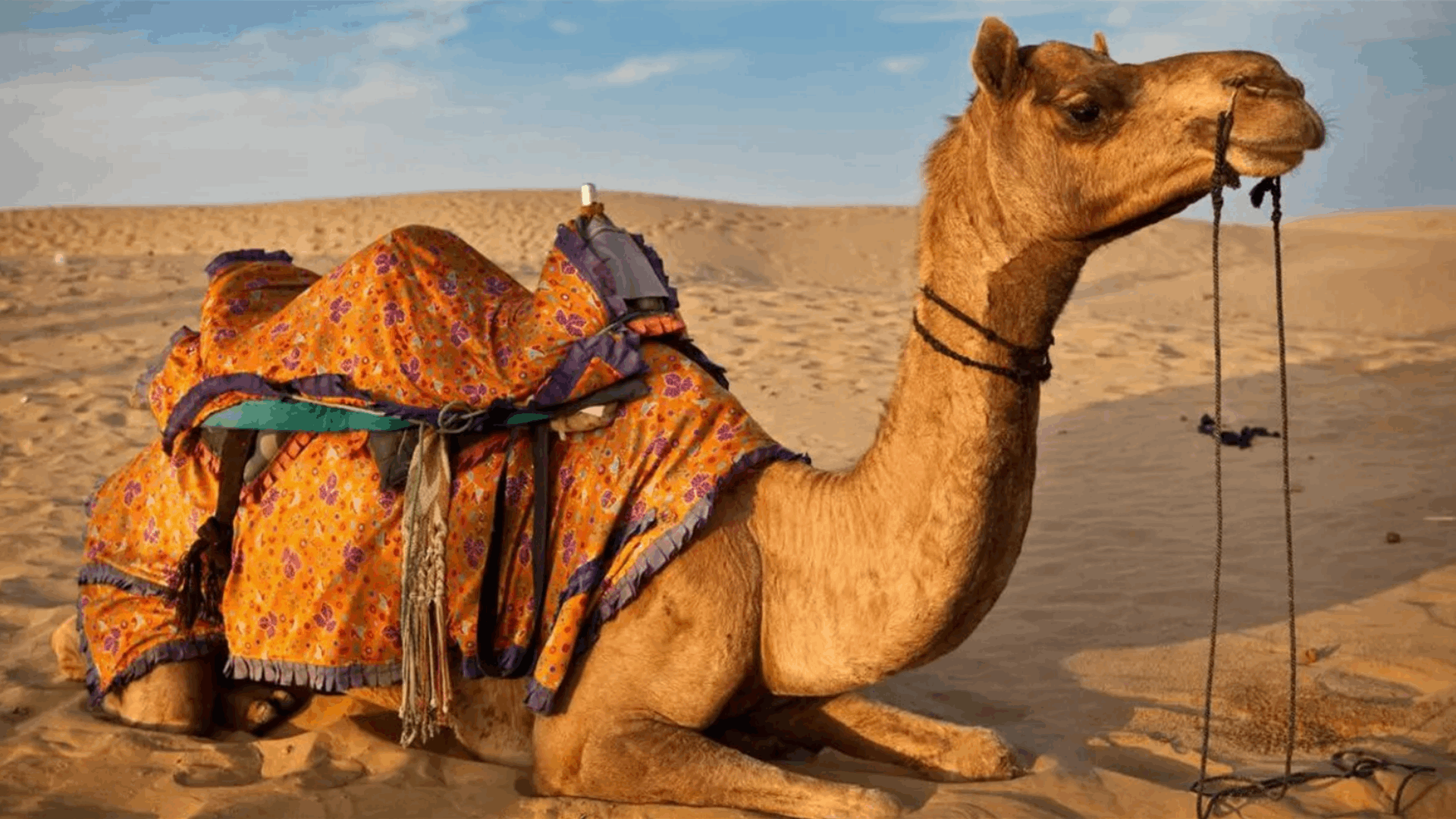 أوراق نقدية أُتلفت بأفظع الطرق... رجل أطعم ناقة ريالات سعودية! (فيديو)
