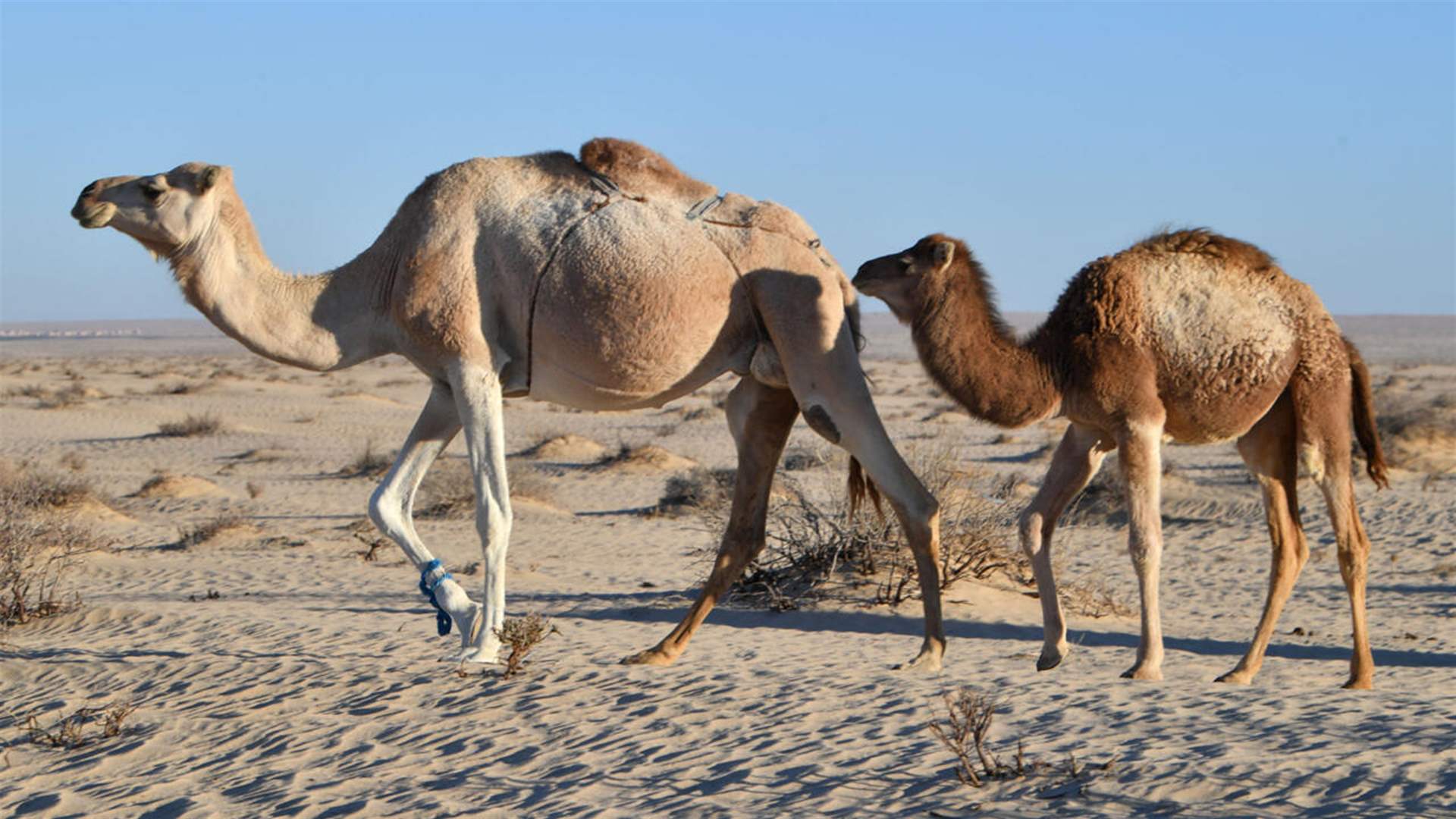 مسيرة للإبليات في محيط برج إيفل تثير جدلا واسعا في باريس... وهذه التفاصيل