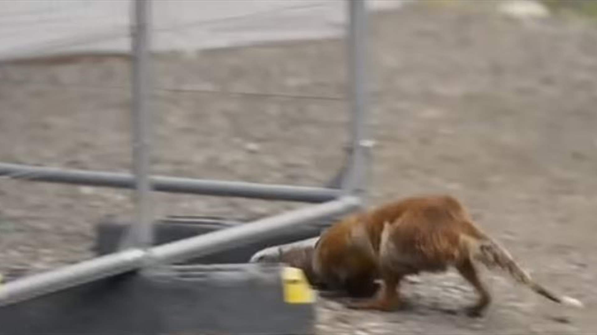 بعد أن علق رأسه في زجاجة بلاستيكية... فريق متخصص ينقذ حياة ثعلب! (فيديو)