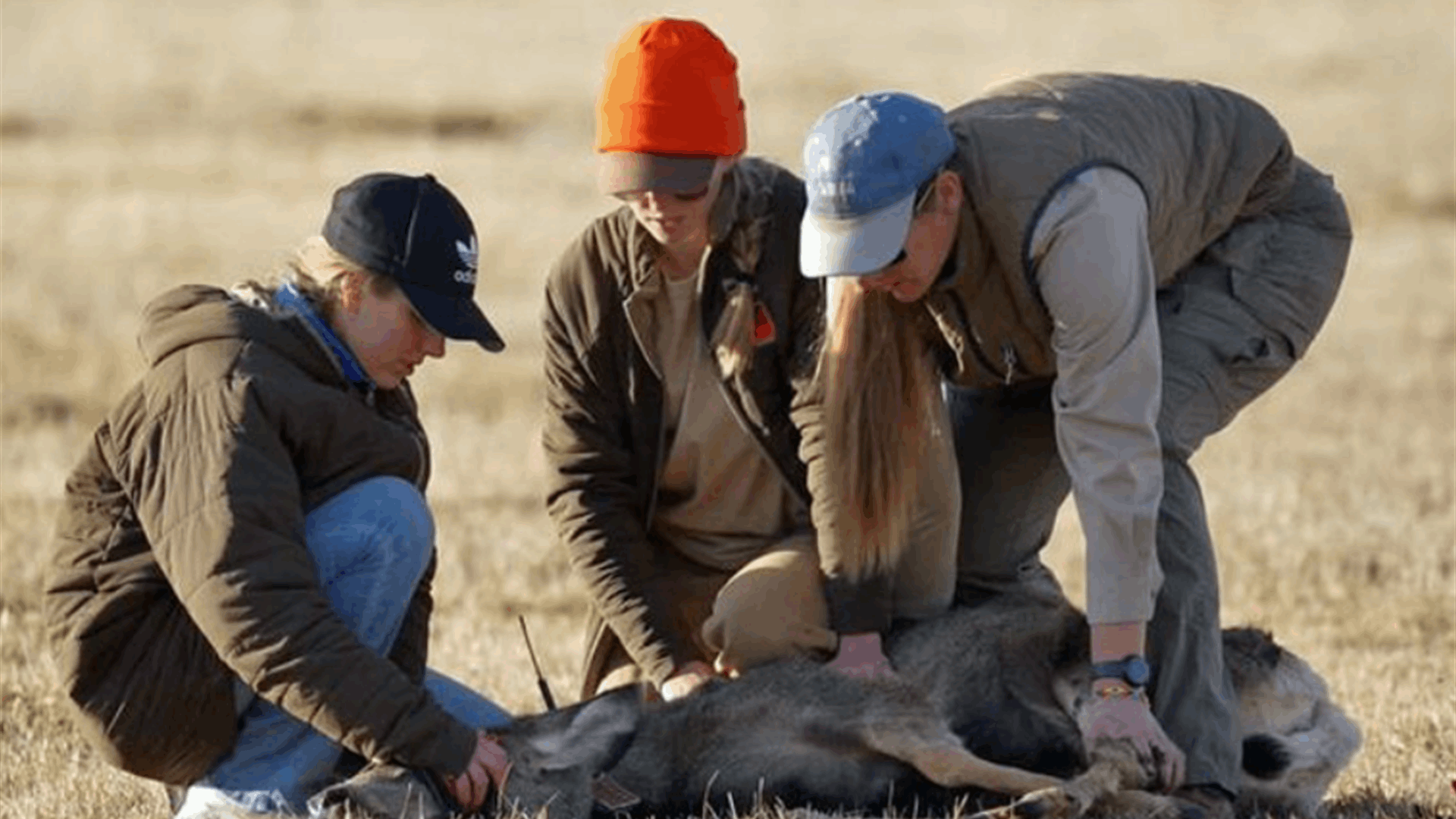مخاوف من انتشار مرض "زومبي الغزلان".. كيف يتم انتقاله إلى الإنسان؟ 