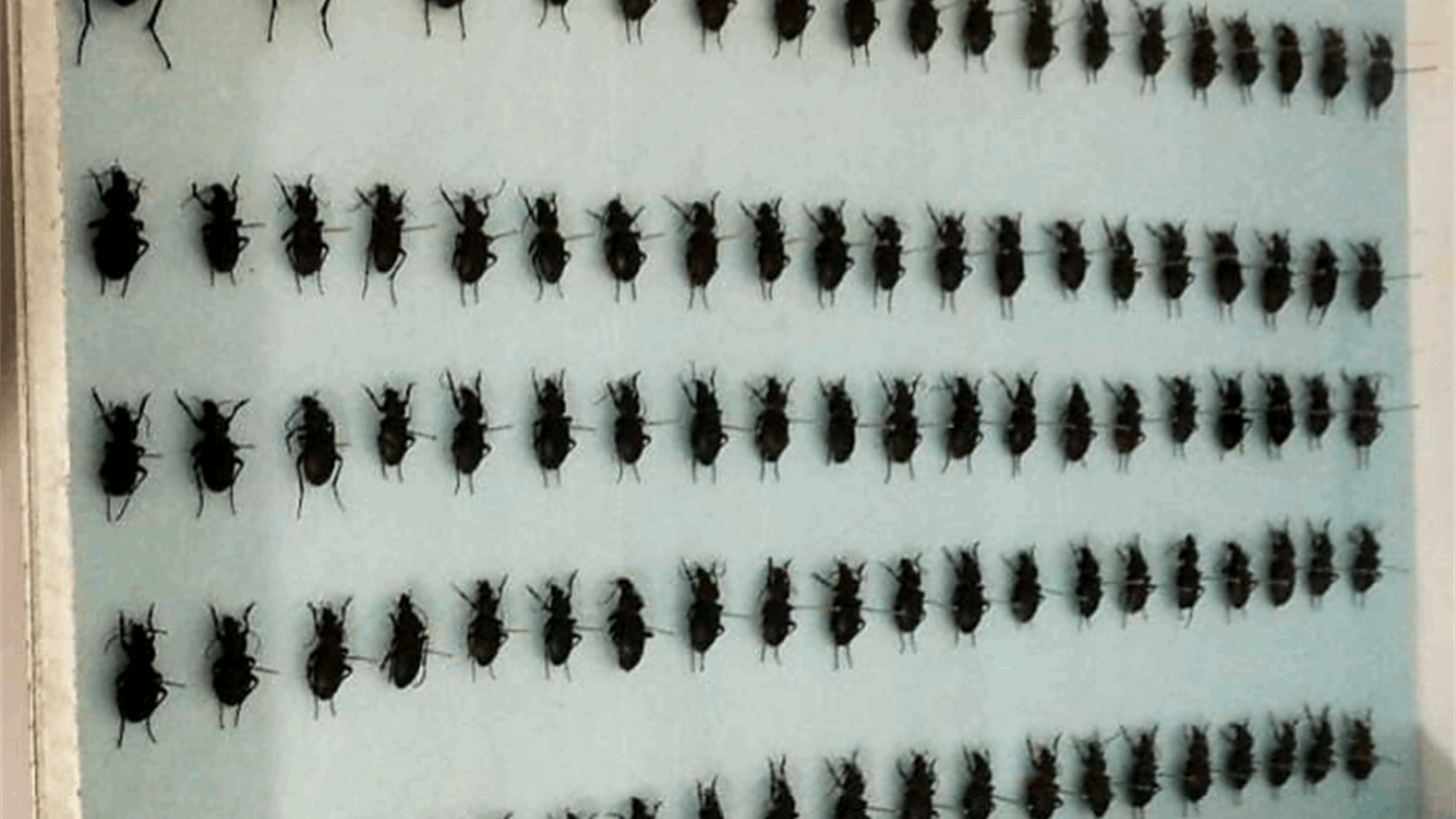 اليكم إجراءات مكافحة حشرة الـ"Calosoma Olivieri"...