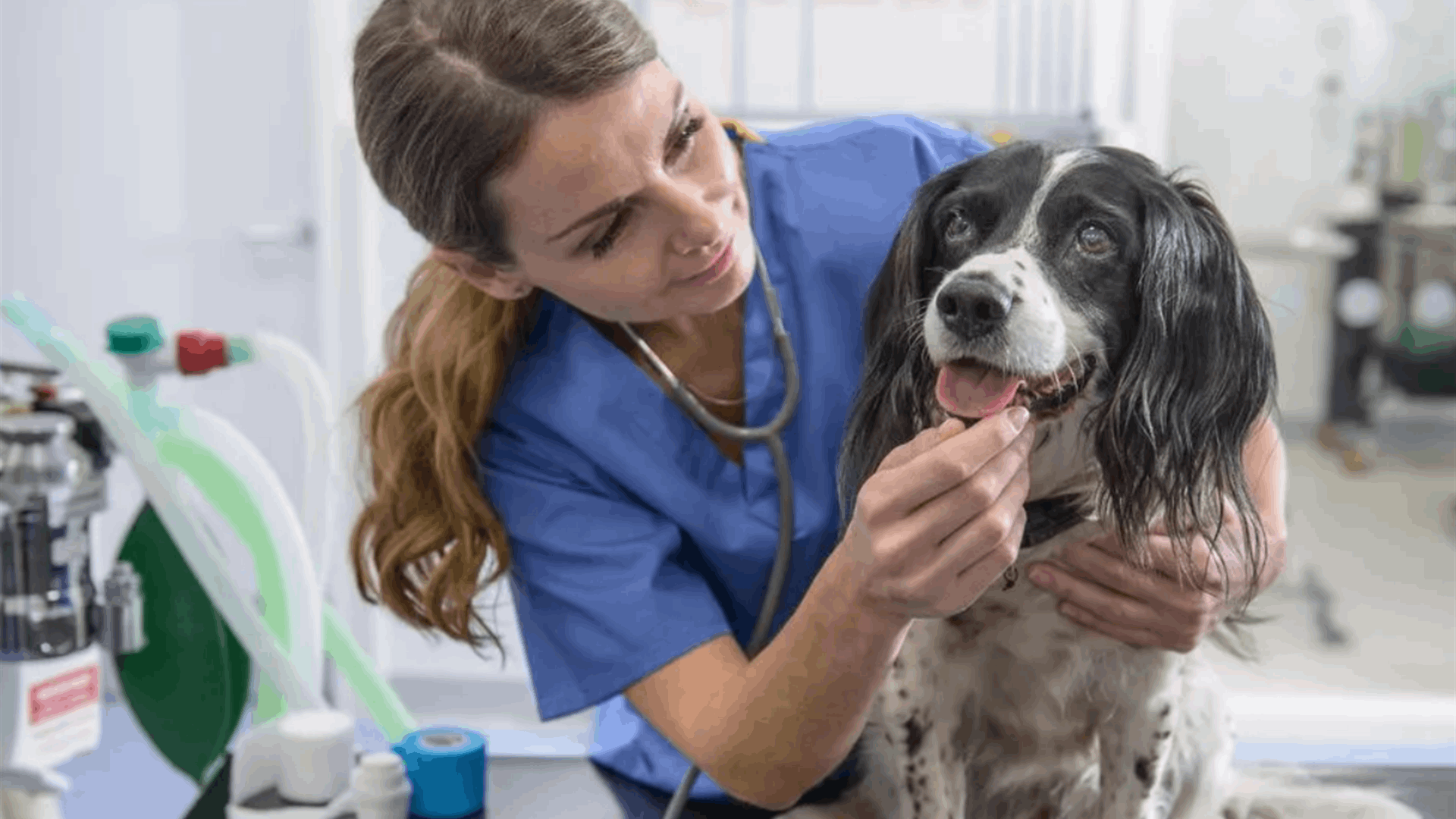 علمت بخيانة زوجها بأغرب طريقة ممكنة... ما أكله الكلب كشف المستور؟!