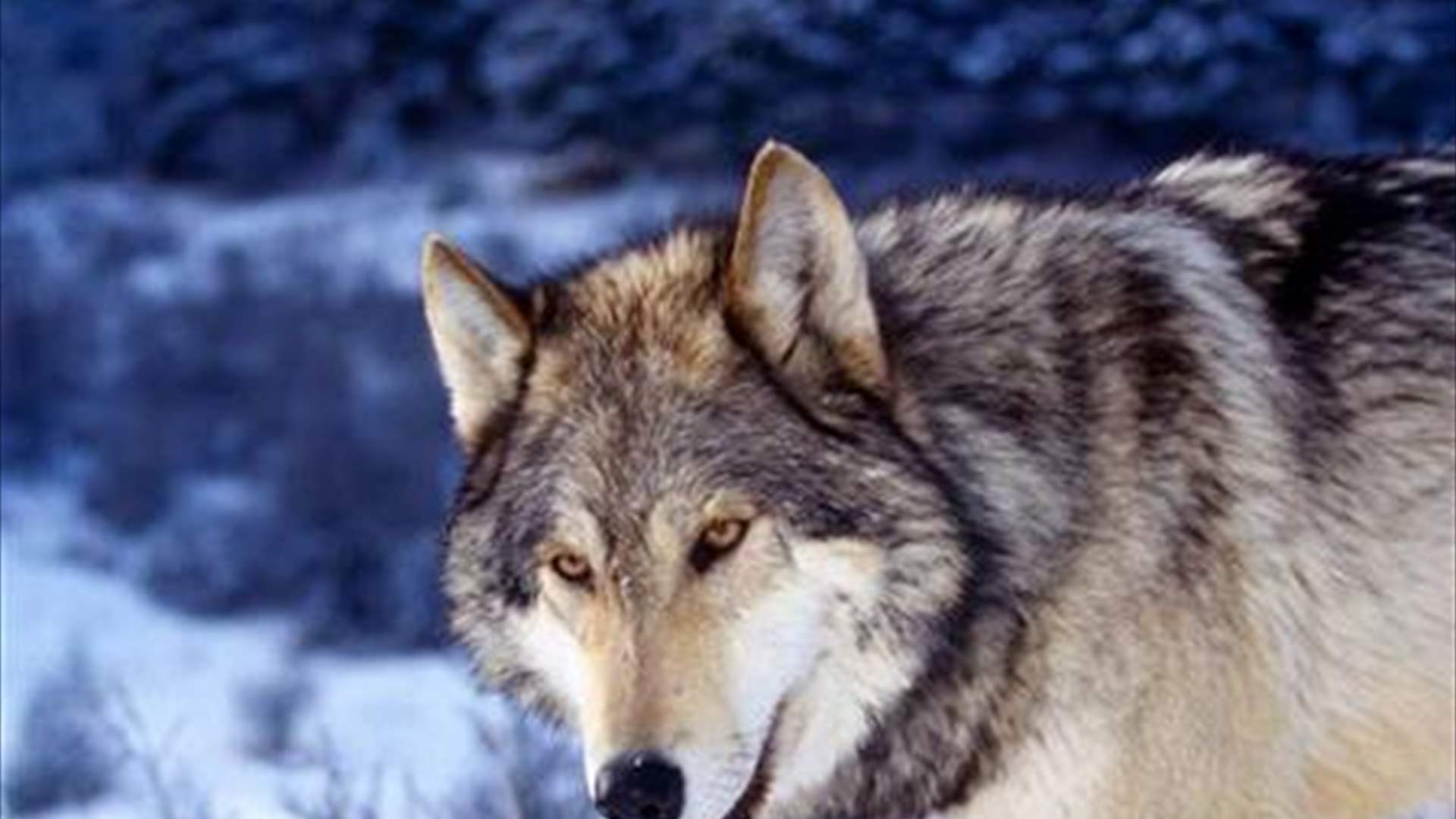 عدد الذئاب ينخفض في فرنسا بشكل ملحوظ... وهذا ما طالبت به الجمعيات البيئية