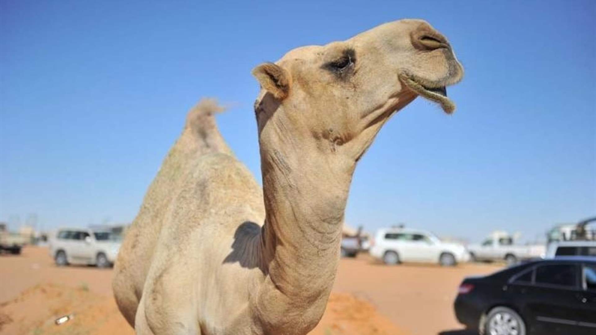 فيديو يوثق اللحظة... سعودي ينقذ ناقة عالقة في أحد الأودية: وهذا ما فعله! (فيديو)