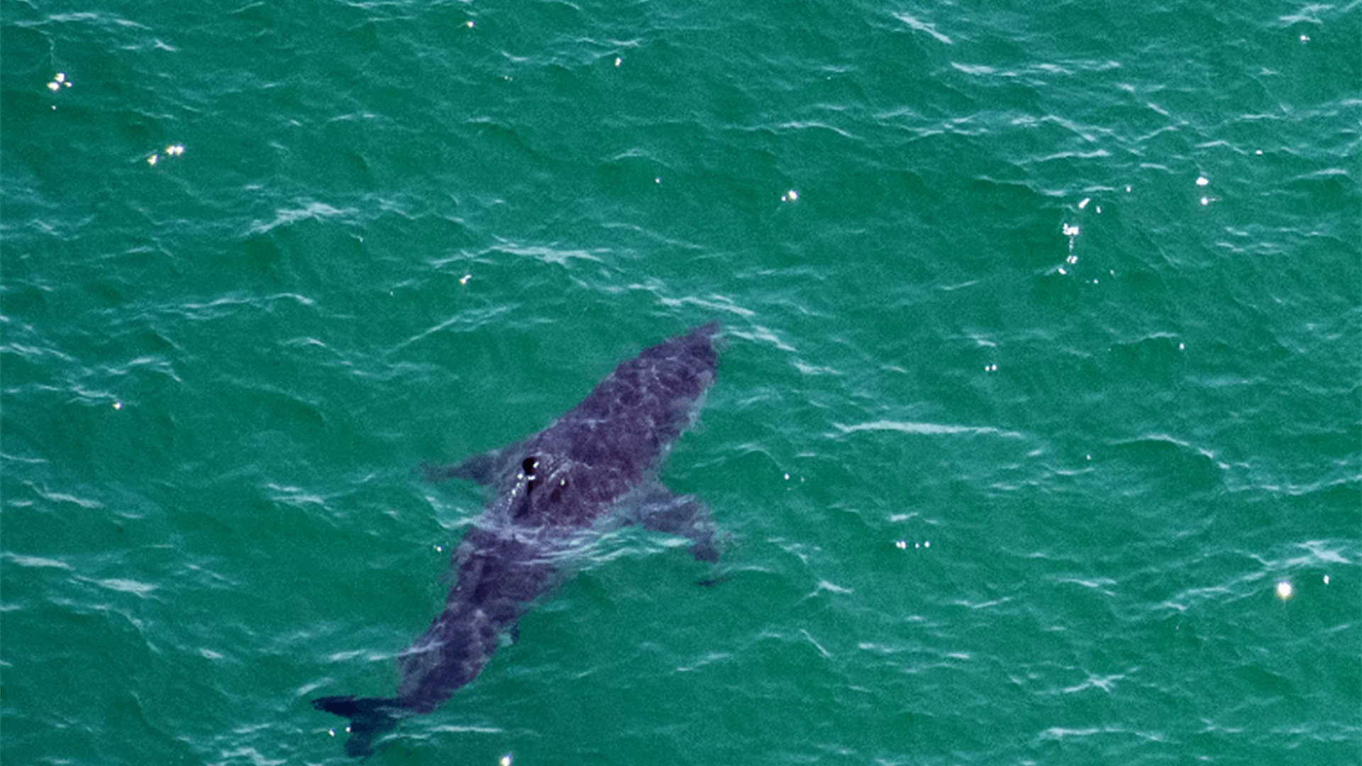 حرب من نوع آخر في المحيط الأطلسي... ماذا يحصل بين حيتان الأوركا وأسماك القرش البيضاء؟!