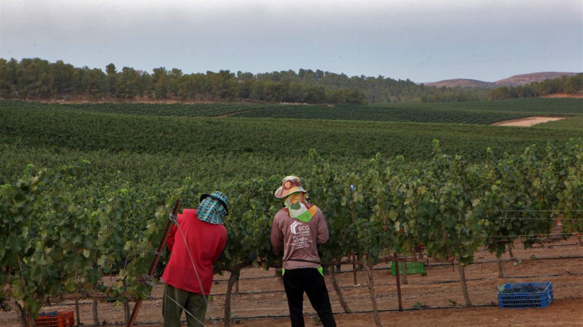 Thailand to send farm workers to Israel for first time since Hamas attacks