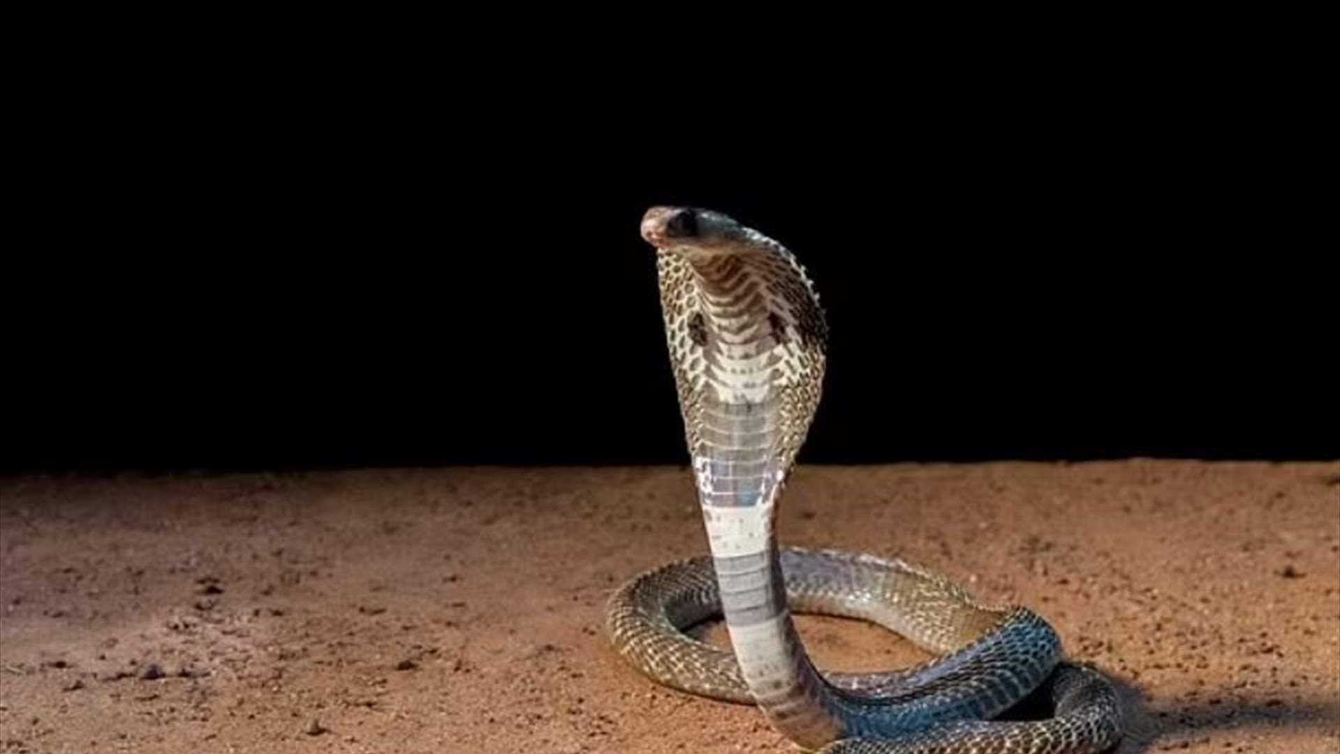 هاجمه ثعبان عندما كان نائمًا... ردّ فعل الرجل لم يكن متوقعًا على الإطلاق!