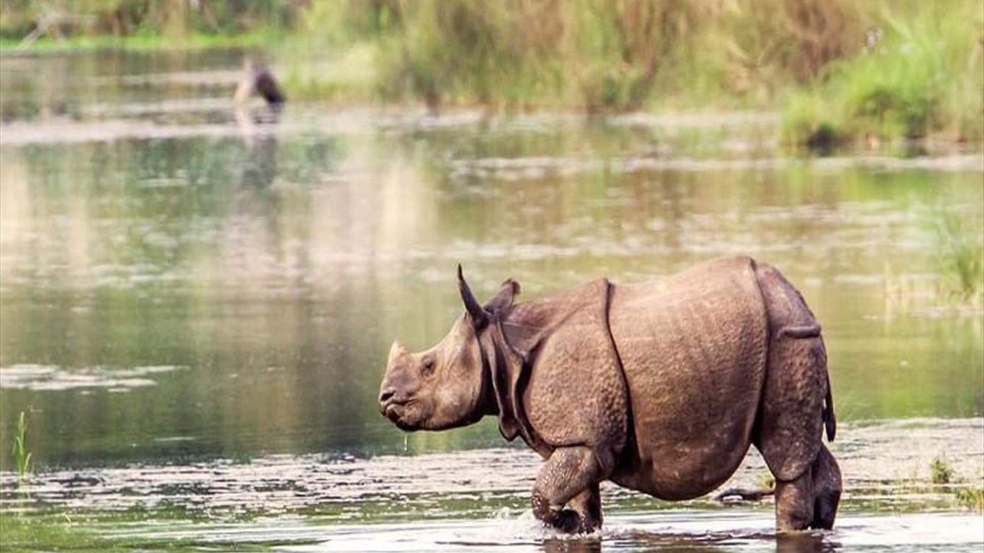 في الهند... العواصف الموسمية تغرق متنزهاً وتودي بستة حيوانات وحيد قرن